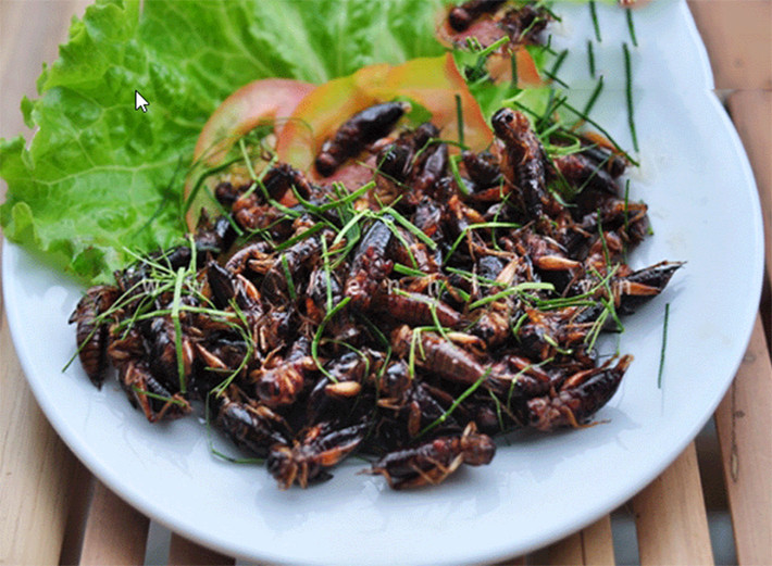 Nhiều người chọn giống dế Thái vì loài này dễ nuôi, dễ thích nghi, thịt béo.
