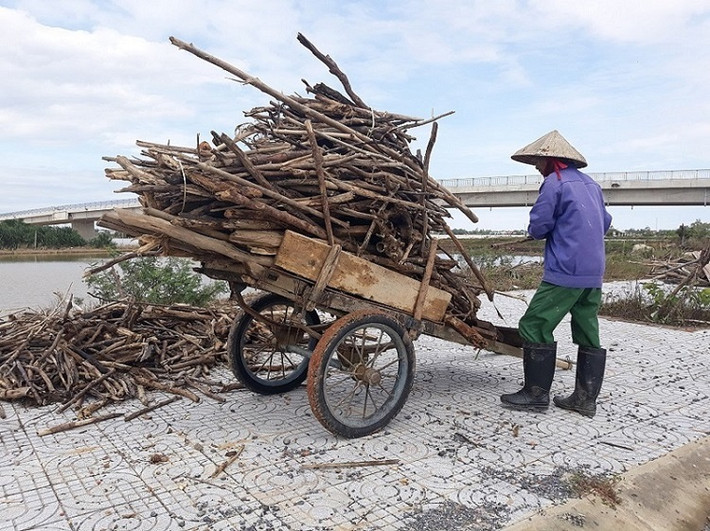 Chị Nguyễn Thị Thanh (SN 1992, trú tại khu phố 2, TP Đông Hà) cho biết: “Những ngày qua mưa nhiều, nước lũ trên thượng nguồn chảy về mạnh, theo dòng nước lũ có hàng tấn rác, lẫn trong rác có rất nhiều củi, gỗ. Ai có sức thì lấy được nhiều củi".