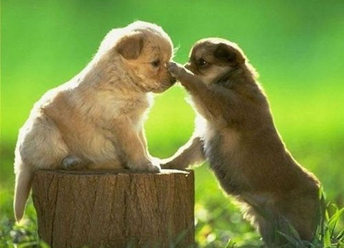  Chó cực kỳ hợp với người thuộc mạng Mộc do Mộc thắng Thổ. Ngoài ra, dân gian còn có câu “chó chạy đến nhà thì sang”. Nếu đột nhiên một con chó lạ xuất hiện trong nhà bạn, đó có thể là dấu hiệu của tin vui. 