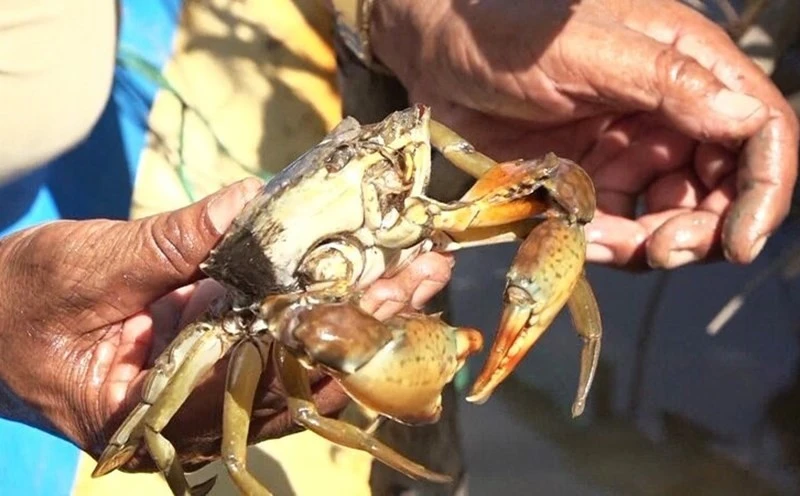 Cà Mau: Nắng nóng thiêu đốt, hơn 1.300 ha thủy sản chết trắng