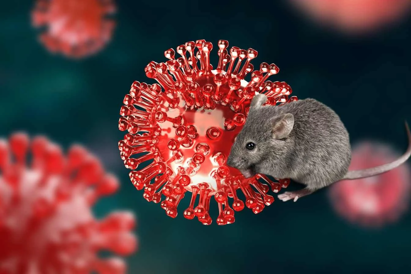 Cảnh báo virus Hanta: Việt Nam sẵn sàng xét nghiệm, bệnh diễn biến nhanh