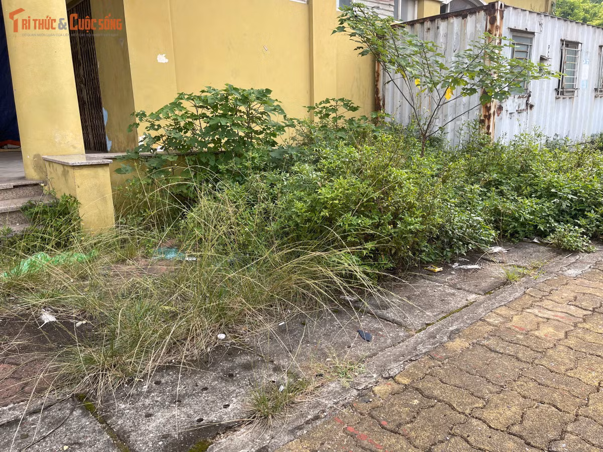 Sau nhiều năm không được khai thác, khuôn viên quanh các tòa nhà phủ kín cỏ dại và cây bụi. Nhiều khoảng đất vốn được quy hoạch làm không gian chung nay bị bỏ mặc, tạo cảm giác hoang vắng.
