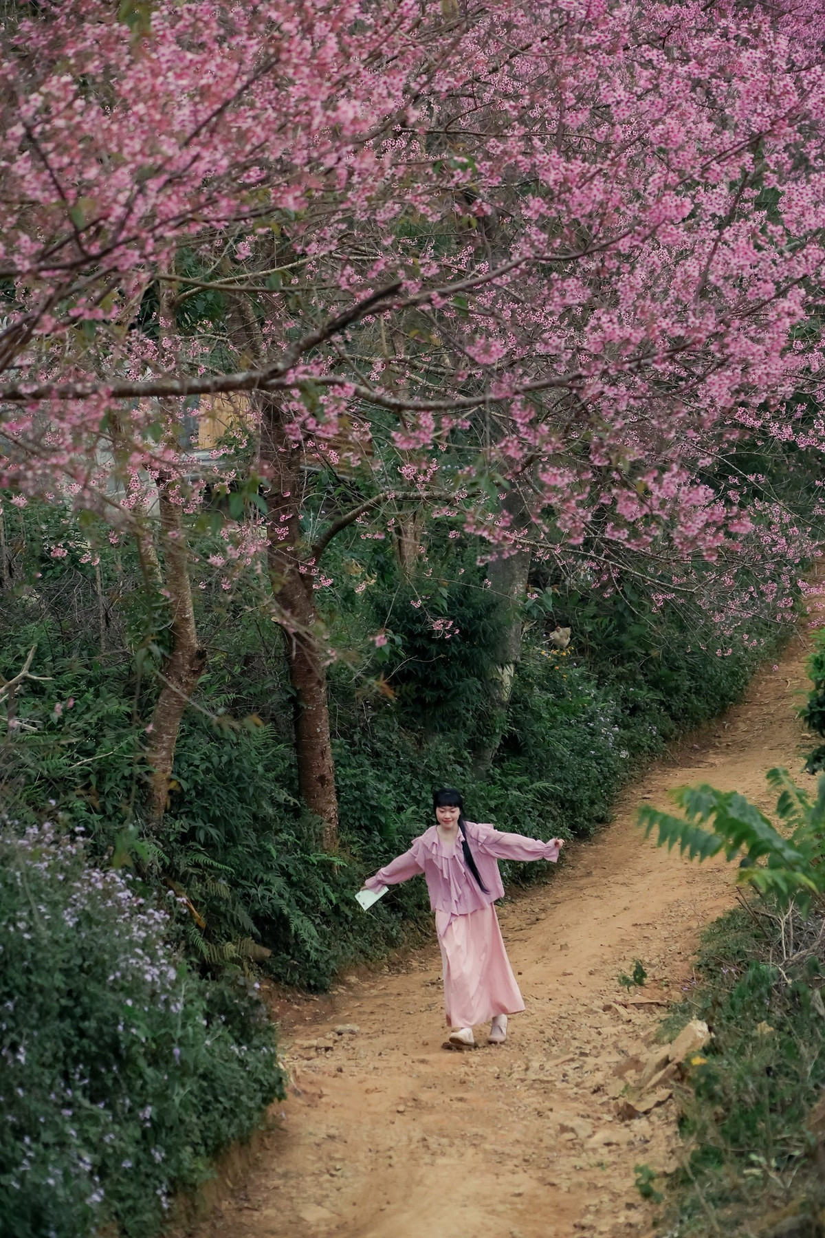 Để đáp ứng nhu cầu tham quan ngày càng tăng, dịch vụ xe Jeep trung chuyển từ chân núi đã được đưa vào khai thác. Với mức giá khoảng 100.000 đồng/người cho hai chiều, du khách có thể tiếp cận rừng mai anh đào an toàn và thuận tiện hơn, đặc biệt phù hợp với nhóm đông, người lớn tuổi hoặc gia đình có trẻ nhỏ. Ảnh Rau Câu