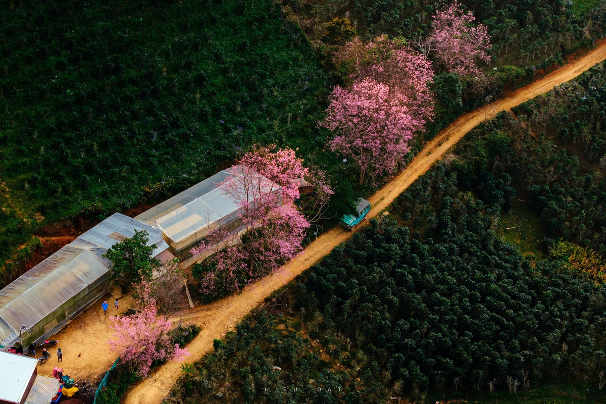 Mộng Đào Nguyên nằm trên sườn núi Lang Biang, cách trung tâm TP Đà Lạt khoảng 15–18 km. Khu vực này có nhiều gốc mai anh đào cổ thụ mọc tự nhiên ở độ cao trên 1.000 m so với mực nước biển, phân bố rải rác dọc theo các sườn đồi và khe núi. Ảnh Nguyễn Đạt