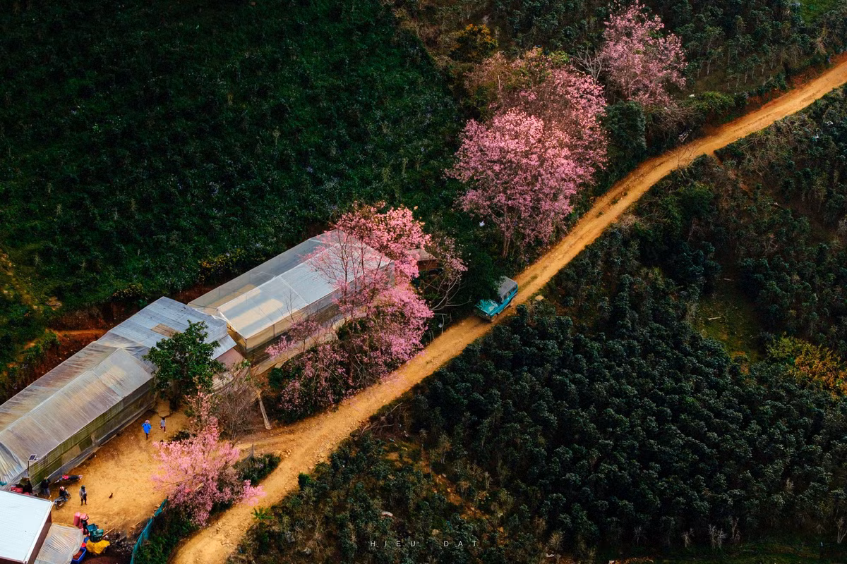 Mộng Đào Nguyên nằm trên sườn núi Lang Biang, cách trung tâm TP Đà Lạt khoảng 15–18 km. Khu vực này có nhiều gốc mai anh đào cổ thụ mọc tự nhiên ở độ cao trên 1.000 m so với mực nước biển, phân bố rải rác dọc theo các sườn đồi và khe núi. Ảnh Nguyễn Đạt