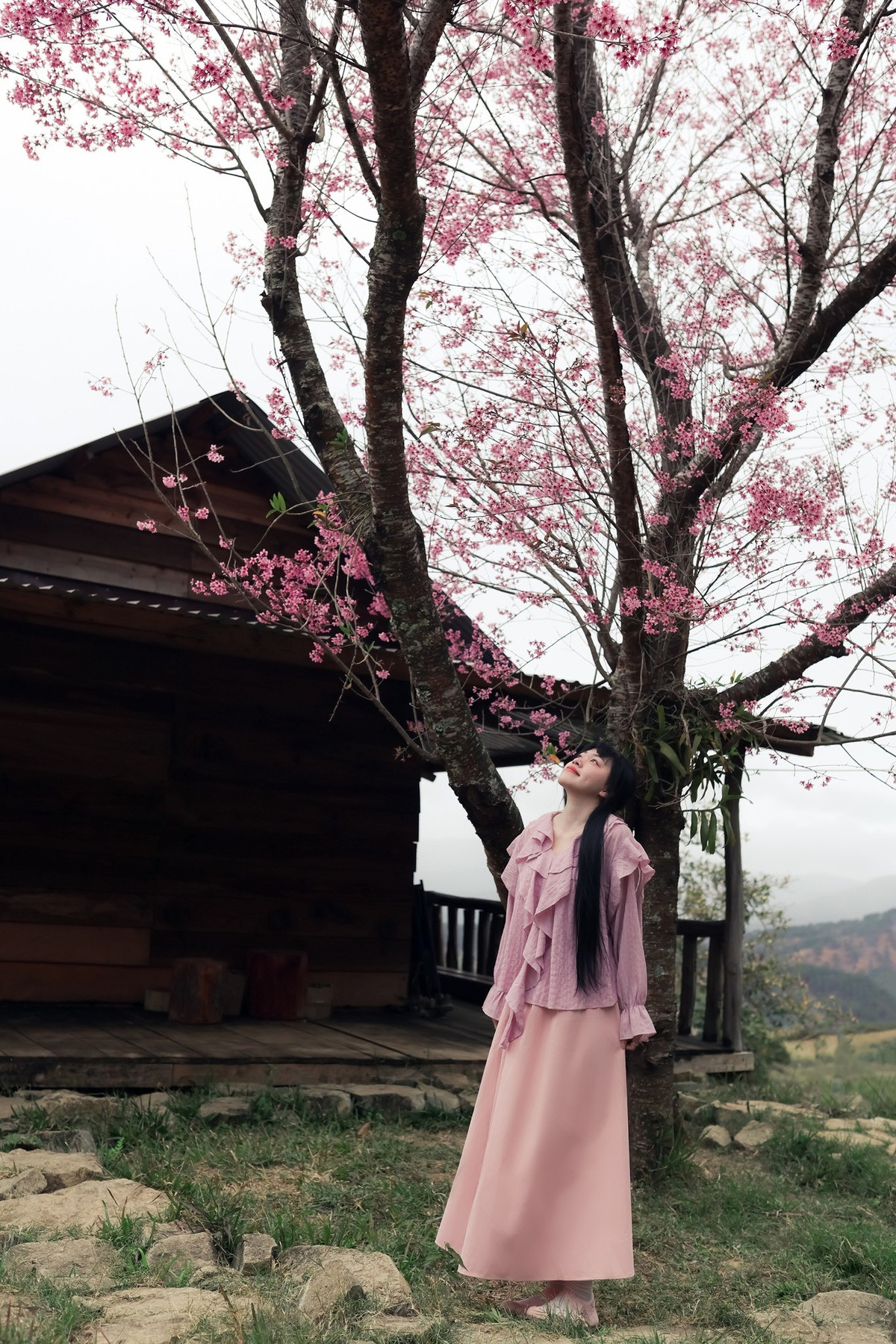 Thời điểm đẹp nhất để ngắm hoa và chụp ảnh là vào sáng sớm, trước 9h, khi Mặt Trời còn thấp. Ánh nắng xiên nhẹ xuyên qua tán thông và cành hoa giúp màu sắc hiện lên mềm mại, rõ nét, hạn chế hiện tượng gắt sáng, đồng thời tạo chiều sâu cho không gian rừng núi. Ảnh Rau Câu