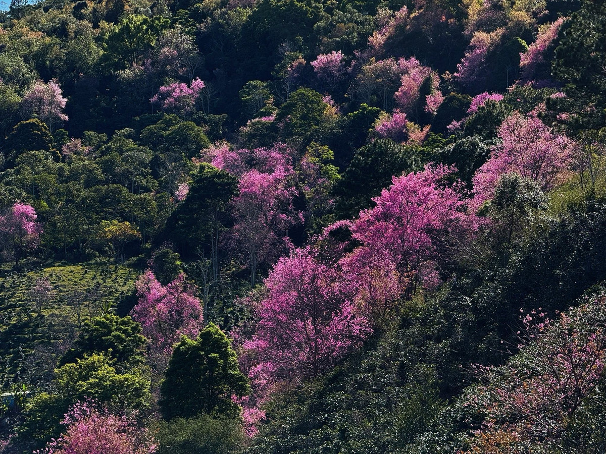 Những ngày đầu năm, khi tiết trời Đà Lạt vẫn còn đượm lạnh và sương mù giăng nhẹ trên các triền đồi, rừng mai anh đào tại khu vực Mộng Đào Nguyên bước vào mùa nở rộ, nhuộm hồng sườn núi Lang Biang và trở thành điểm đến được nhiều du khách tìm đến. Ảnh Phan Quốc Dũng