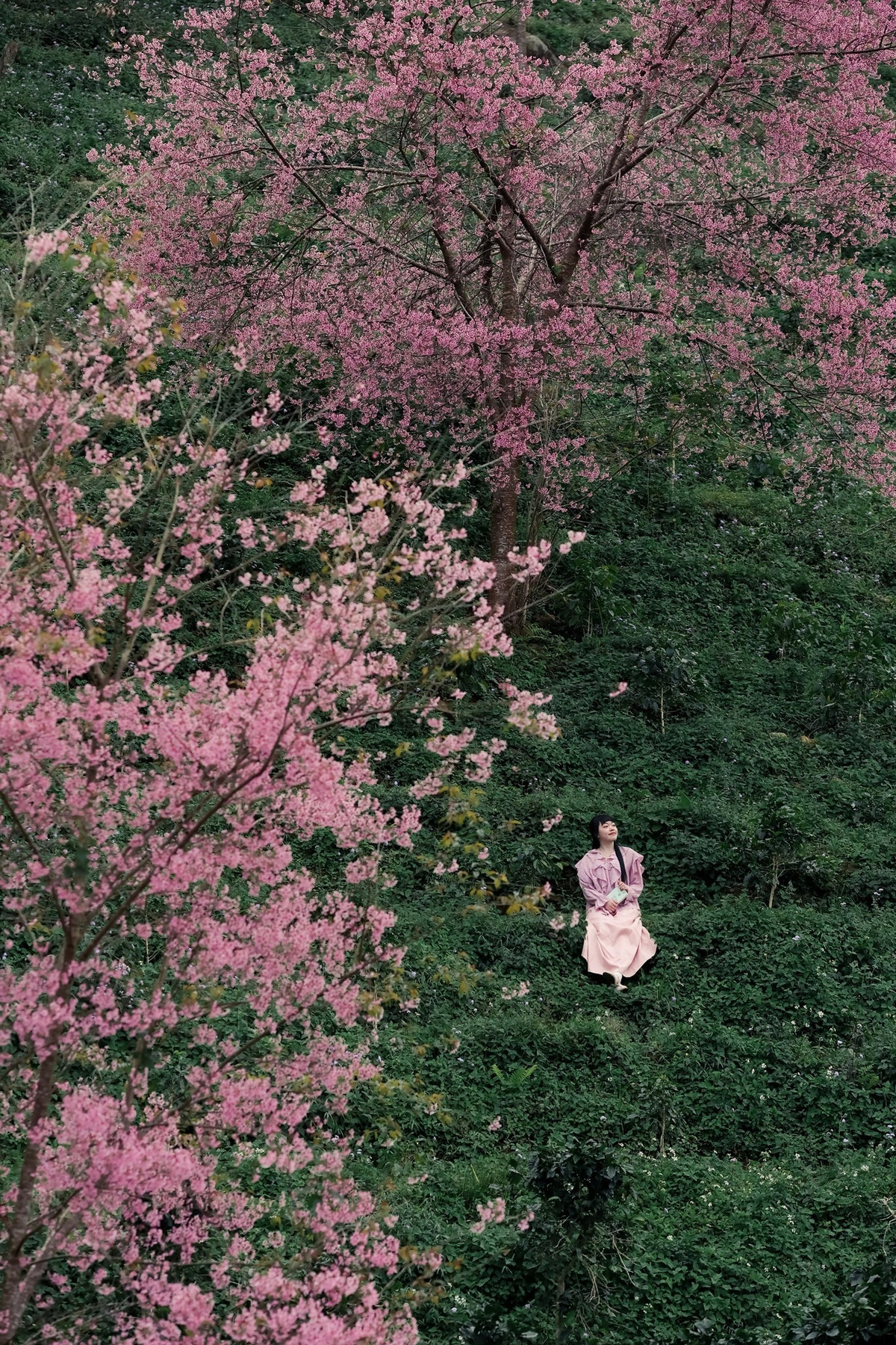 Việc lựa chọn đi tour hay tự túc khi đến Mộng Đào Nguyên cũng là điều nhiều du khách cân nhắc. Các tour tham quan thường có lịch trình khởi hành sớm, sử dụng xe chuyên dụng và có hướng dẫn viên am hiểu địa hình, giúp chuyến đi diễn ra thuận lợi, an toàn. Ảnh Rau Câu