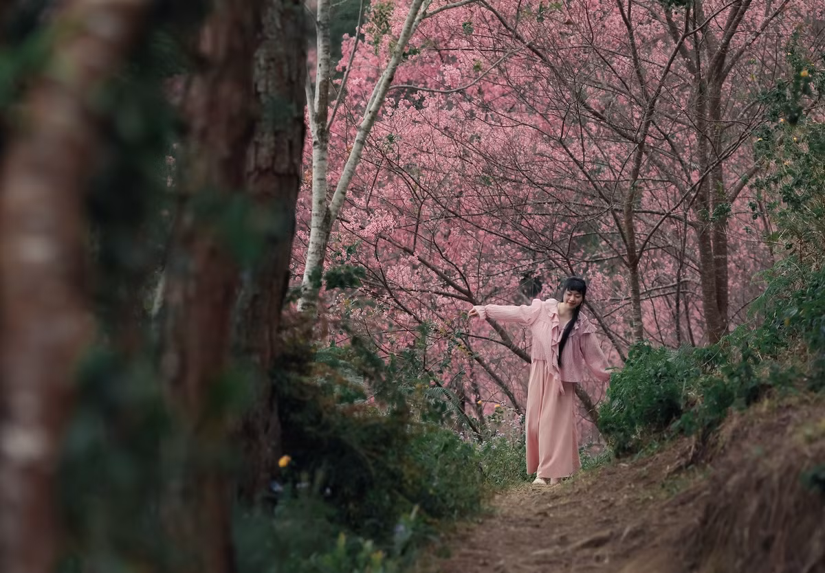 Trước lượng du khách đổ về ngày một đông mỗi mùa hoa, người dân và các hướng dẫn viên địa phương khuyến cáo du khách giữ gìn cảnh quan tự nhiên, không bẻ cành, rung cây để chụp ảnh hay xả rác trong rừng. Chính ý thức của mỗi người sẽ góp phần bảo vệ vẻ đẹp nguyên sơ của Mộng Đào Nguyên, để nơi đây tiếp tục là điểm hẹn mùa xuân đặc biệt của Đà Lạt, nơi sắc hồng mai anh đào khoe sắc giữa đại ngàn Lang Biang, níu chân du khách trong những ngày đầu năm mới. Ảnh Rau Câu