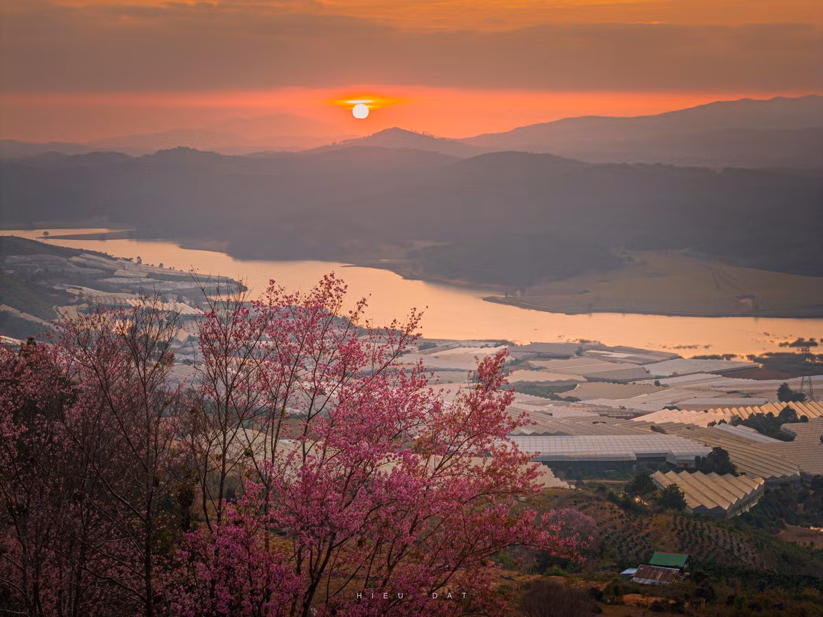 Không giống những hàng mai anh đào được trồng tập trung trong nội đô, hoa tại Mộng Đào Nguyên sinh trưởng tự nhiên, thân cây cao, tán rộng, khi vào mùa nở đồng loạt tạo thành những mảng hồng trải dài giữa đại ngàn Lang Biang. Ảnh Nguyễn Đạt