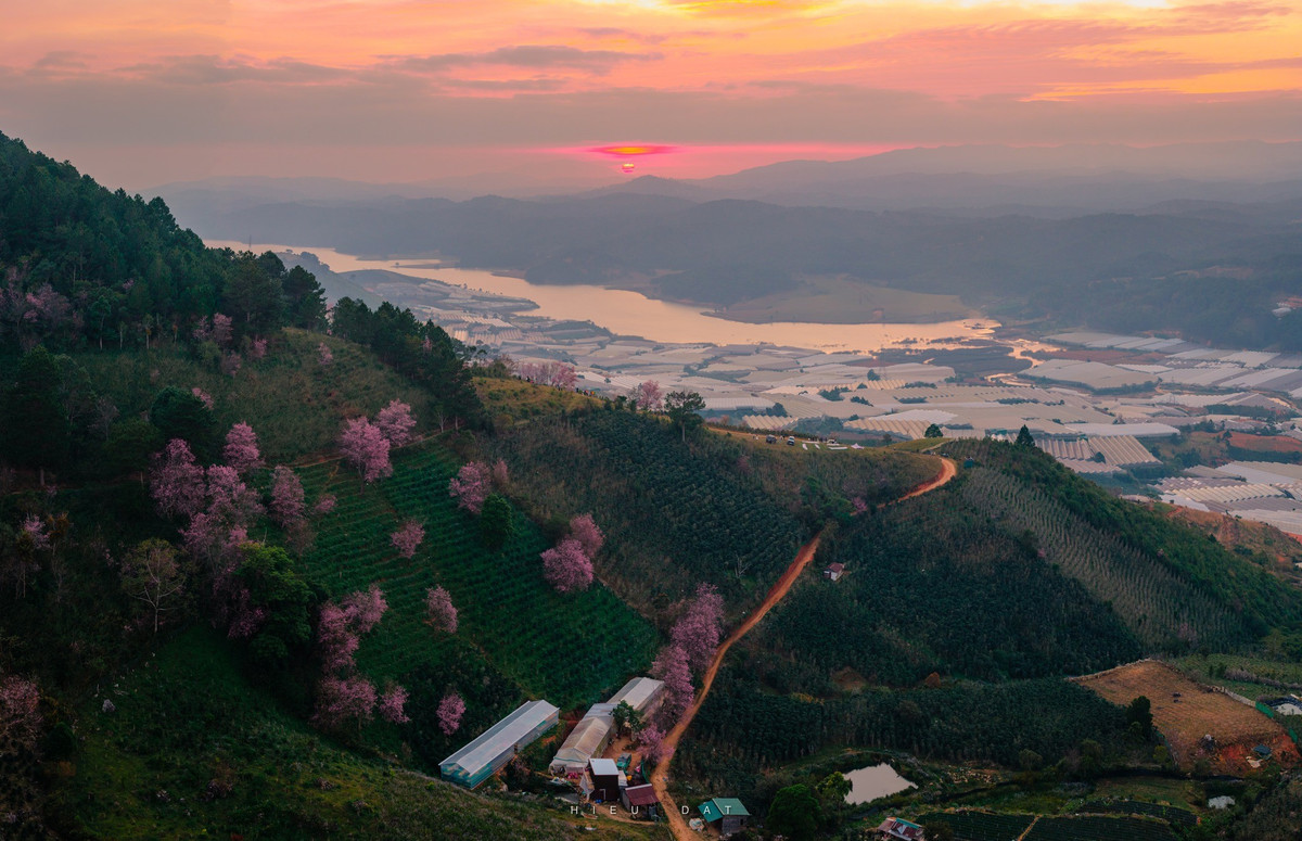 Sắc hoa mỏng manh nổi bật giữa màu xanh trầm của rừng thông và thảm thực vật bản địa tạo nên khung cảnh vừa hoang sơ vừa thơ mộng, mang đậm hơi thở mùa xuân của cao nguyên. Ảnh Nguyễn Đạt