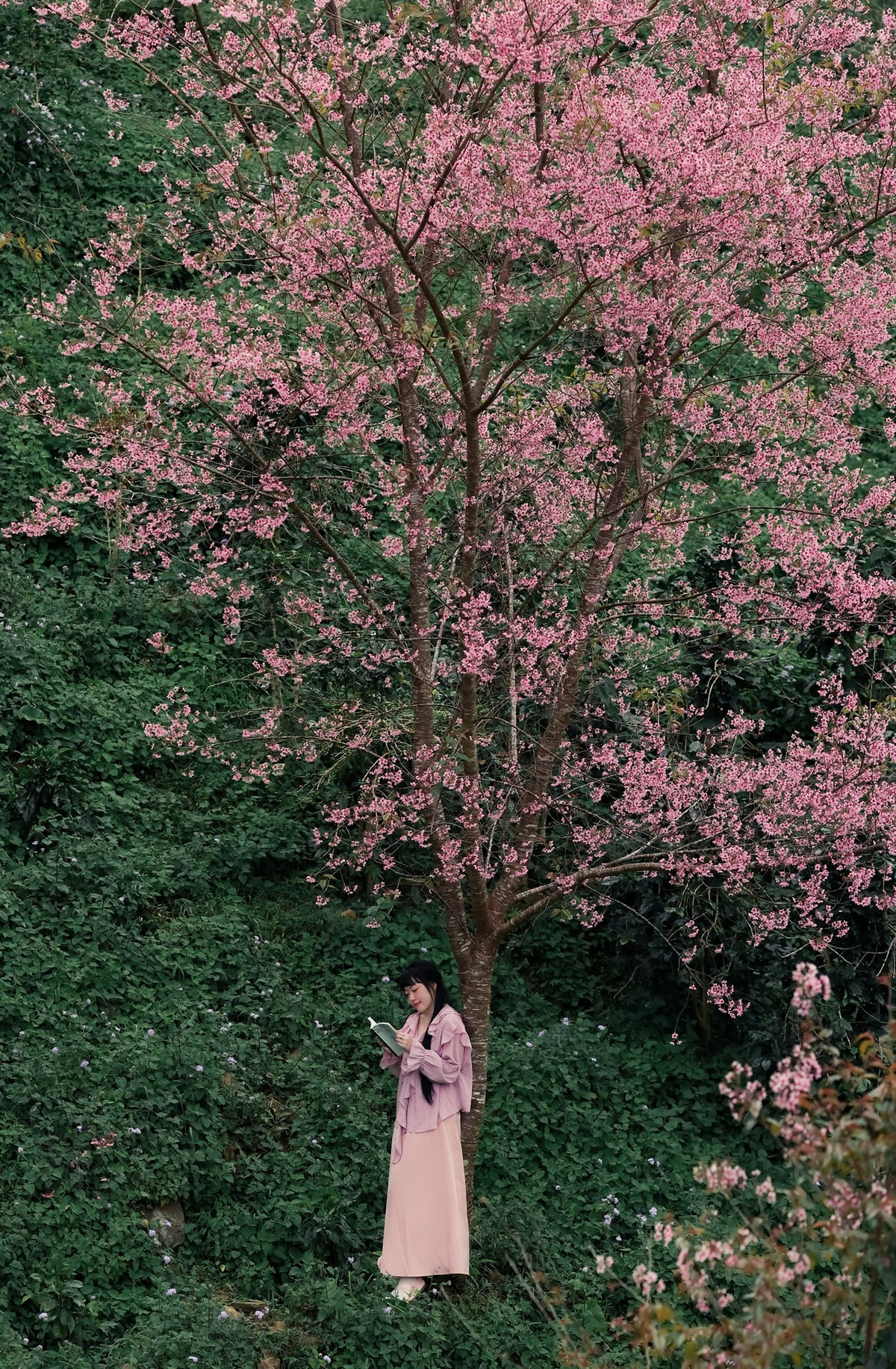 Ngược lại, du lịch tự túc lại hấp dẫn những người yêu thích khám phá và săn ảnh, bởi có thể chủ động thời gian, dừng lại lâu hơn ở những góc chụp ưng ý và tận hưởng không gian yên bình giữa rừng hoa. Dù lựa chọn hình thức nào, trải nghiệm ngắm mai anh đào nở rộ giữa thiên nhiên hoang sơ vẫn là điểm nhấn khó quên trong hành trình du xuân Đà Lạt. Ảnh Rau Câu