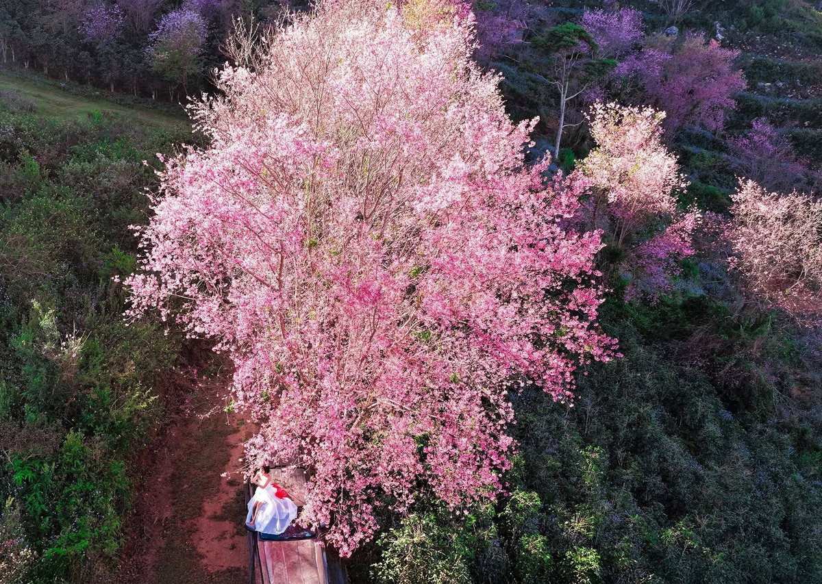 Theo các hướng dẫn viên địa phương, mùa mai anh đào ở đây thường bắt đầu từ đầu tháng 1 và có thể kéo dài đến hết tháng, tùy điều kiện thời tiết từng năm. Ảnh Phan Quốc Dũng