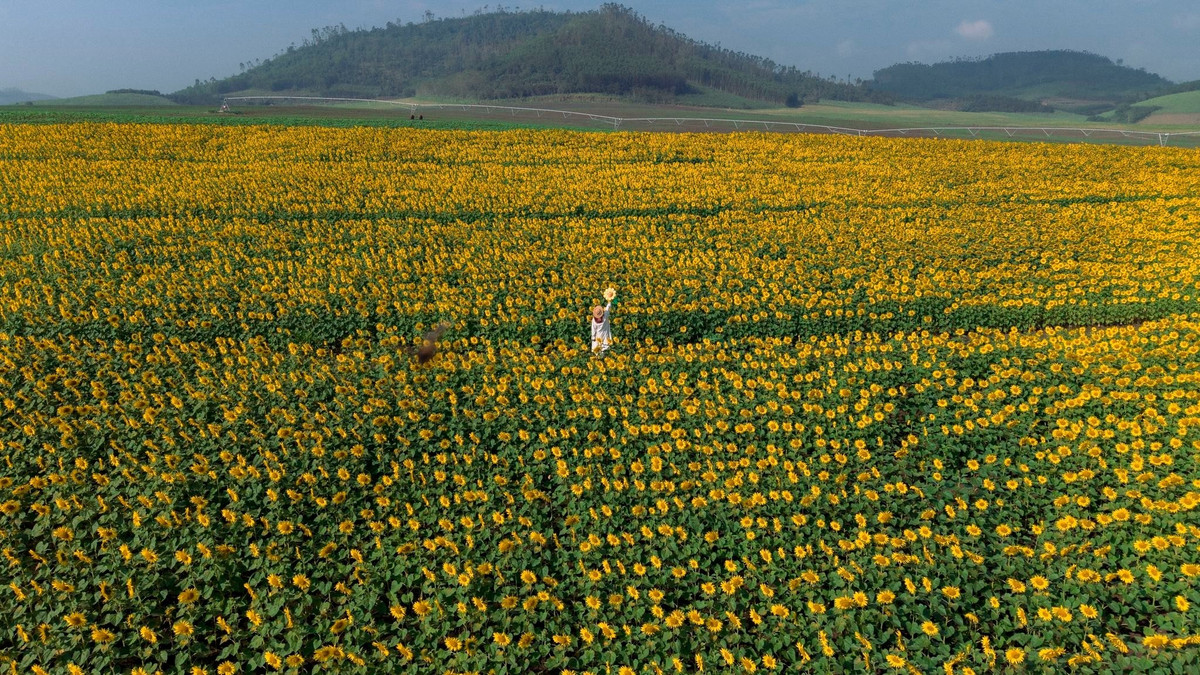 Theo kinh nghiệm của những du khách đã từng đến, thời điểm vàng trong ngày để ngắm hoa và chụp hình là từ 7-9h sáng và 3-5h chiều. Buổi sáng, ánh nắng dịu nhẹ, không gian yên tĩnh, thích hợp để du khách thoải mái di chuyển giữa các luống hoa và ghi lại những khoảnh khắc bình yên. Ngược lại, buổi chiều, lượng khách đông hơn, vì vậy nếu muốn có ảnh đẹp, không chen chúc và tận hưởng cảnh quan thoải mái, du khách nên đi sớm. Ảnh Blog của Rọt