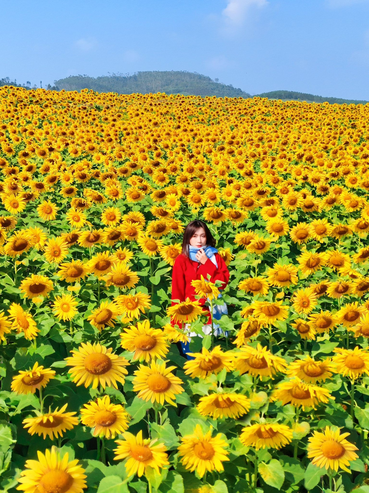 Cánh đồng hoa hướng dương là địa điểm du lịch ngoài trời, vì vậy việc giữ gìn cảnh quan, tuân thủ quy định của ban quản lý là điều cần thiết. Du khách không nên bẻ cành, hái hoa hay xả rác, đồng thời cần giữ an toàn khi di chuyển giữa các luống hoa, đặc biệt là khu vực đất mềm hoặc hơi dốc. Ảnh Nguyễn Ngọc Tú