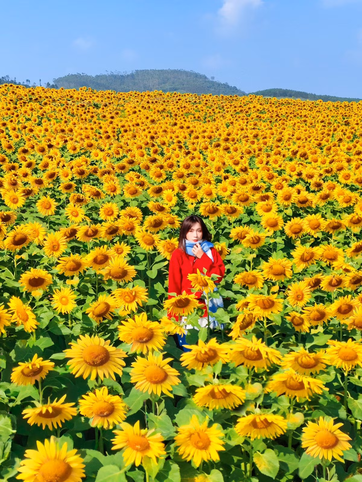 Cánh đồng hoa hướng dương là địa điểm du lịch ngoài trời, vì vậy việc giữ gìn cảnh quan, tuân thủ quy định của ban quản lý là điều cần thiết. Du khách không nên bẻ cành, hái hoa hay xả rác, đồng thời cần giữ an toàn khi di chuyển giữa các luống hoa, đặc biệt là khu vực đất mềm hoặc hơi dốc. Ảnh Nguyễn Ngọc Tú