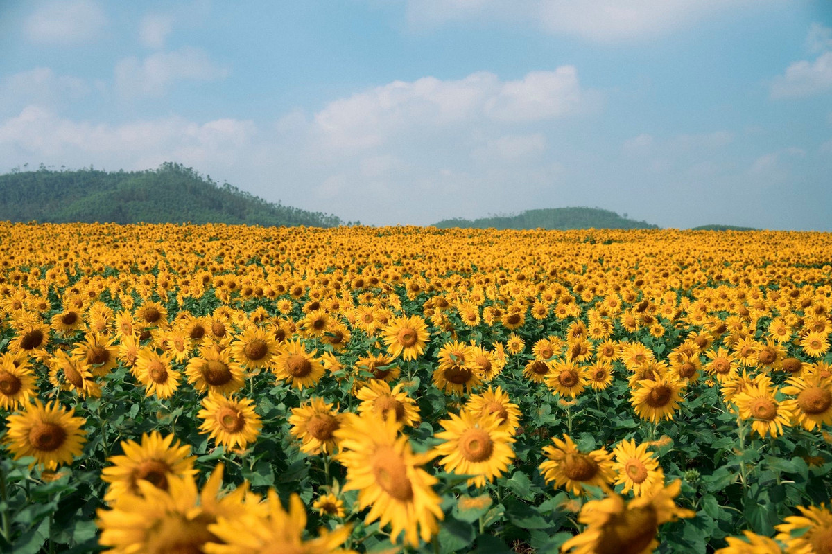 Một trong những lưu ý quan trọng khi đến cánh đồng hoa hướng dương là màu sắc trang phục. Tránh mặc áo màu vàng nếu không muốn bị “biến mất” giữa biển hoa. Những gam màu nổi bật như đỏ, trắng hay xanh dương sẽ giúp bạn nổi bật hơn trong khung hình. Ảnh Blog của Rọt