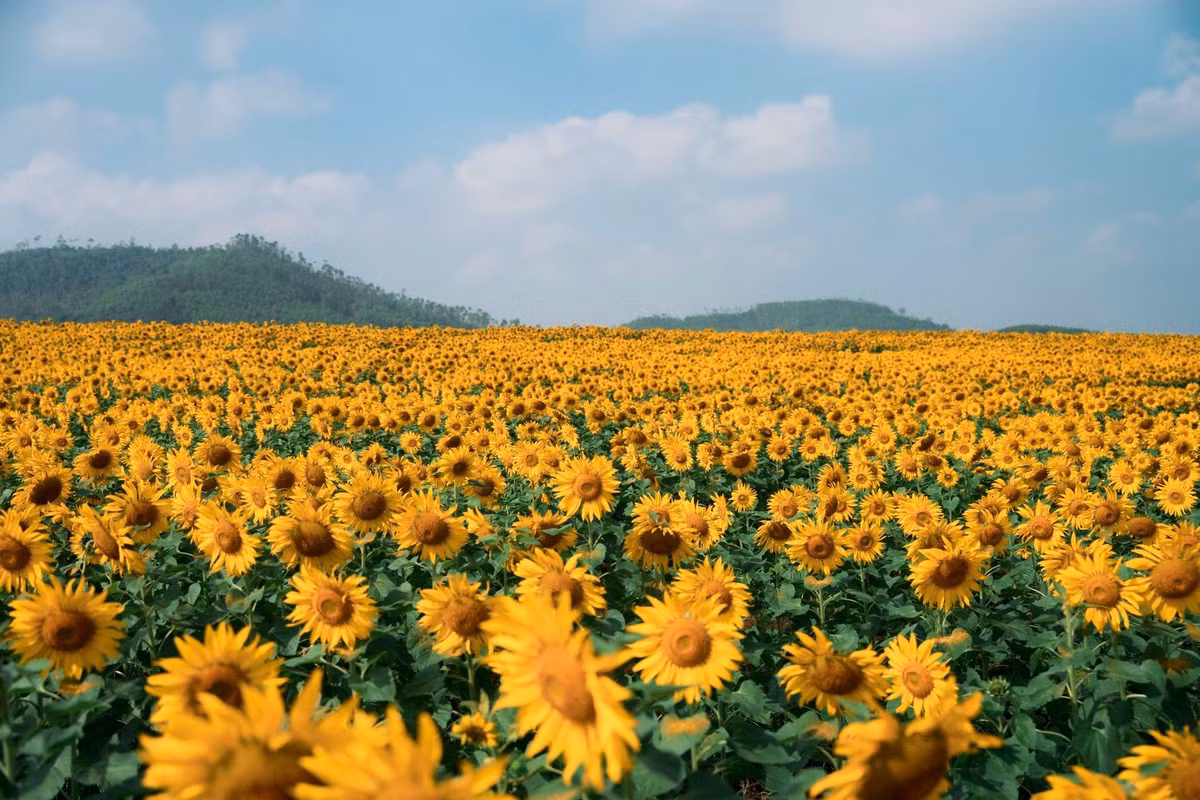 Một trong những lưu ý quan trọng khi đến cánh đồng hoa hướng dương là màu sắc trang phục. Tránh mặc áo màu vàng nếu không muốn bị “biến mất” giữa biển hoa. Những gam màu nổi bật như đỏ, trắng hay xanh dương sẽ giúp bạn nổi bật hơn trong khung hình. Ảnh Blog của Rọt