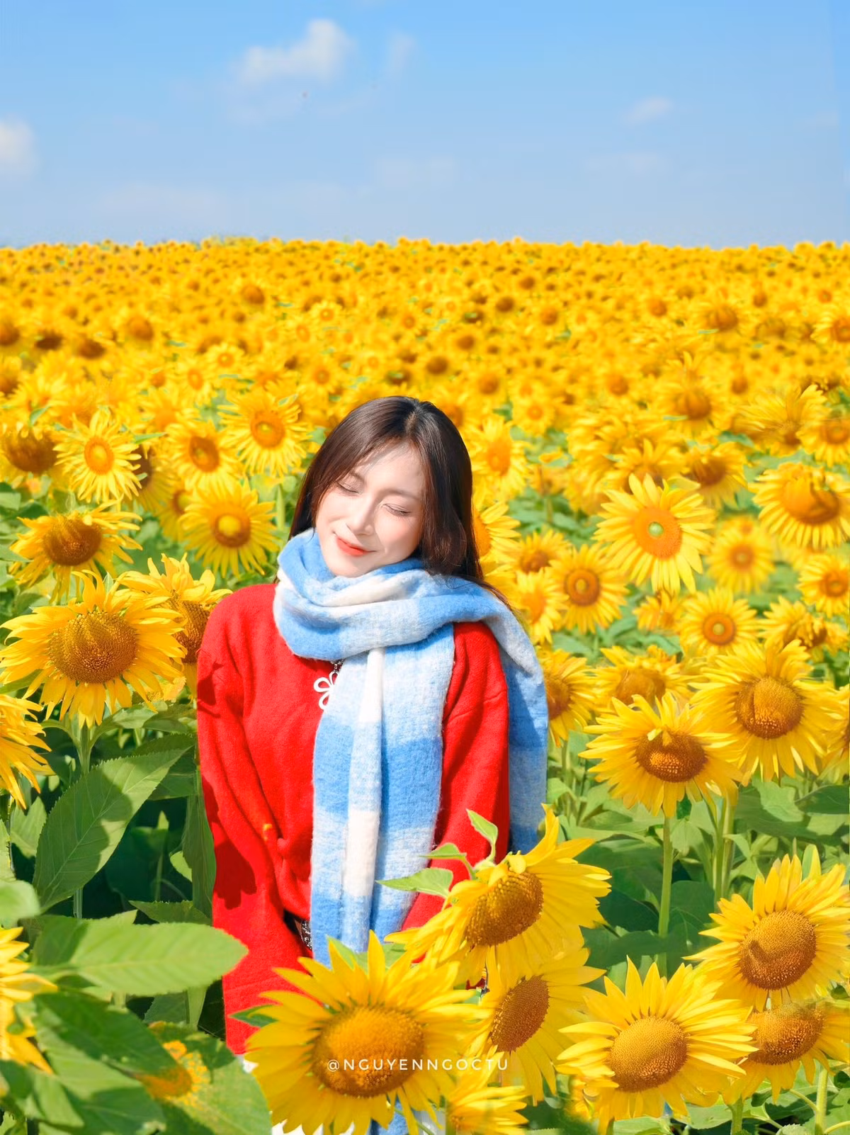 Một số du khách còn chia sẻ, chụp từ trên cao với flycam sẽ mang đến những bức ảnh độc đáo và đa dạng hơn so với góc nhìn từ dưới. Nếu không có flycam, bạn có thể thuê thợ chụp chuyên nghiệp để lưu giữ trọn vẹn vẻ đẹp cánh đồng. Những góc nhìn từ trên cao giúp bao quát toàn cảnh, nhấn mạnh biển hoa rộng lớn và cảm giác “mê hoặc” mà cánh đồng mang lại. Ảnh Nguyễn Ngọc Tú