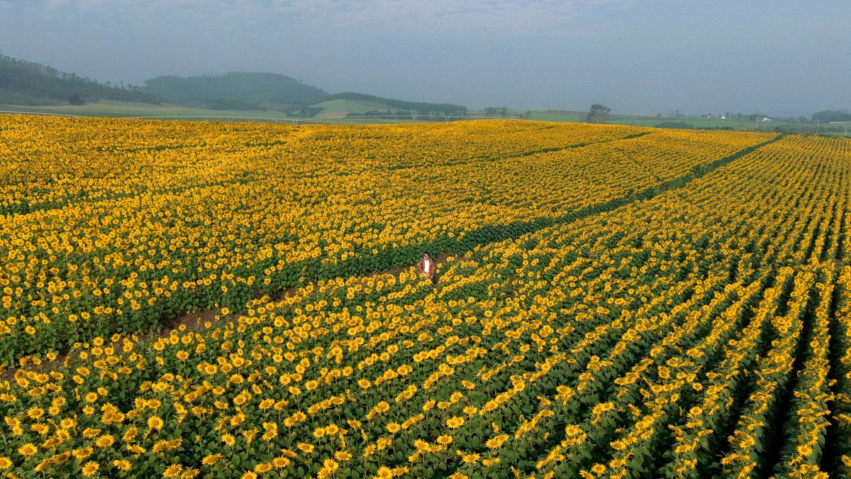 Ngoài ra, từ nay đến Tết âm lịch, hoa hướng dương sẽ được trồng và nở liên tục. Điều này đồng nghĩa du khách không phải lo hết hoa, có thể thoải mái sắp xếp lịch trình trong vòng hai tháng tới để ghé thăm. Ảnh Blog của Rọt