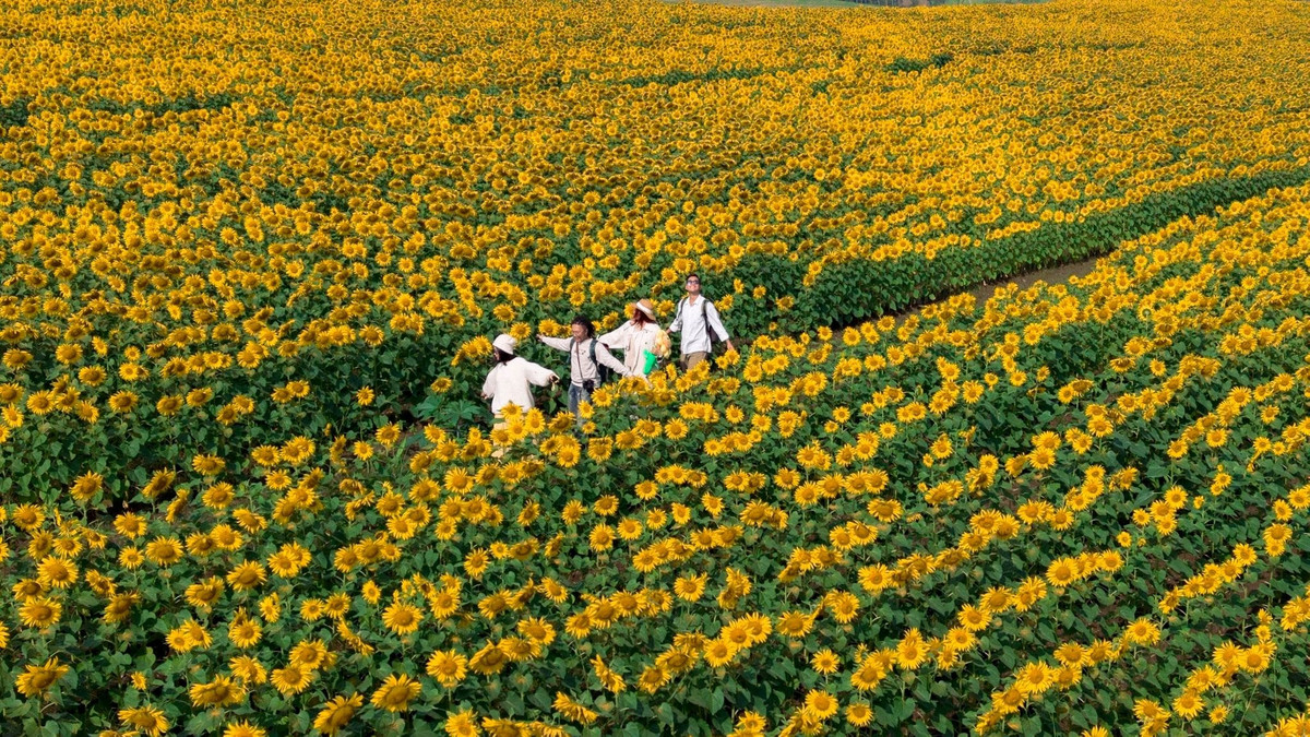 Mỗi mùa đông, những cánh đồng hoa hướng dương ở Nghệ An lại khoác lên mình một tấm áo vàng rực rỡ, thu hút du khách từ khắp nơi tìm đến trải nghiệm. Với diện tích rộng lớn, hoa trải dài tít tắp như một biển vàng óng ánh dưới nắng, nơi đây không chỉ là địa điểm chiêm ngưỡng vẻ đẹp thiên nhiên mà còn là “thiên đường” sống ảo, nơi mỗi bức ảnh đều mang đến cảm giác tươi mới, tràn đầy năng lượng. Ảnh Blog của Rọt