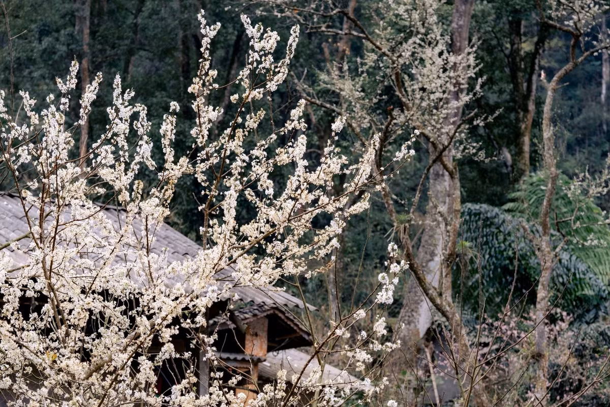 Thời gian tham quan lý tưởng là buổi sáng, từ 8–9 giờ, khi sương vẫn còn lảng bảng và ánh nắng chưa quá gắt.