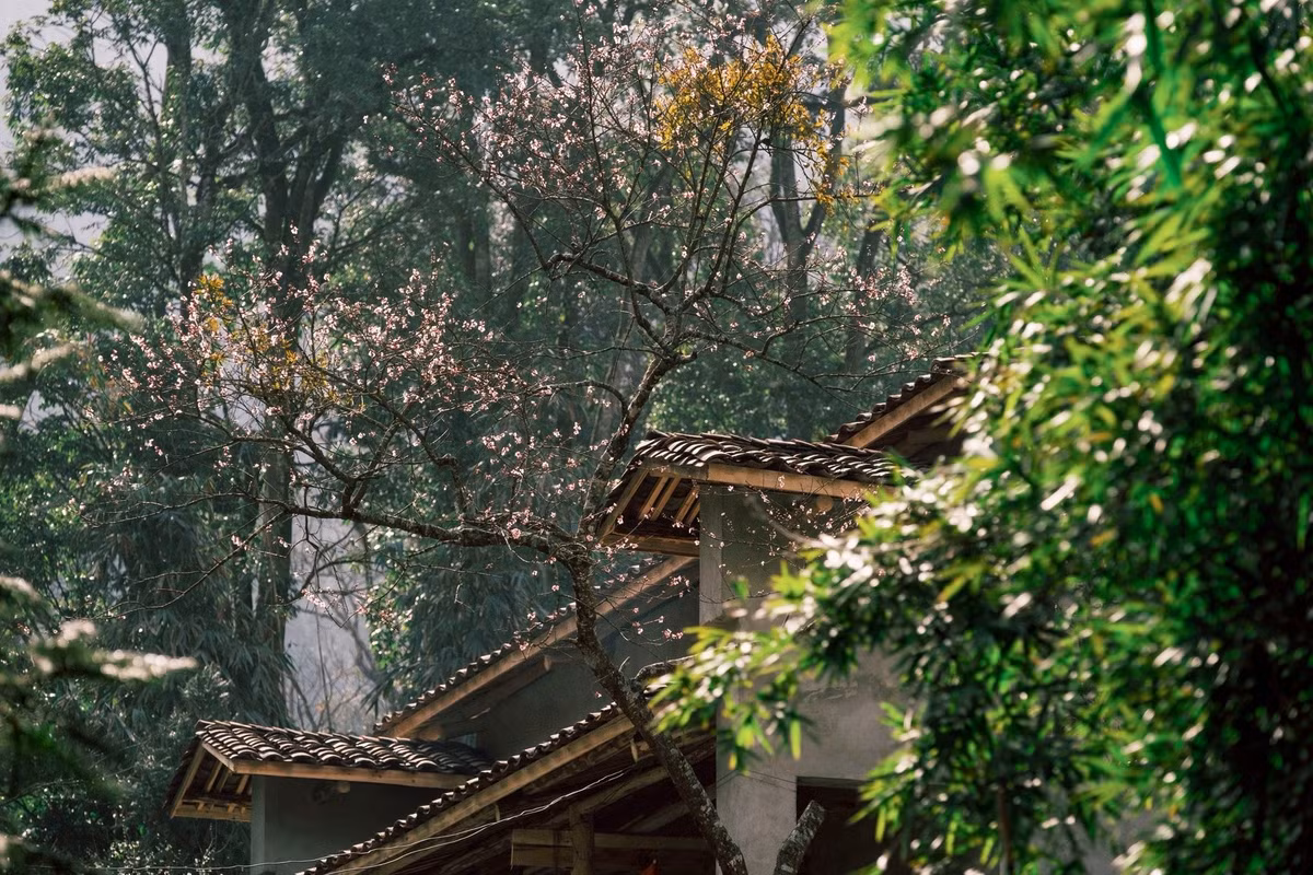 Giữa cao nguyên đá Đồng Văn đông đúc vào mùa cao điểm, Sảo Há như một “khoảng lặng” hiếm hoi, dành cho những ai muốn tìm về một miền nguyên sơ, tách biệt khỏi nhịp sống hiện đại. Vẻ đẹp ma mị, tĩnh lặng của ngôi làng H’Mông giữa rừng già không chỉ là điểm đến, mà còn là một trải nghiệm đáng nhớ trên hành trình khám phá Tuyên Quang.