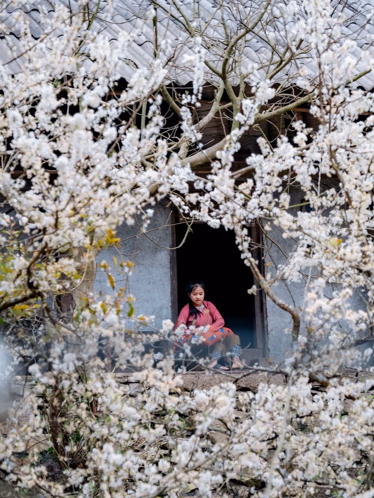 Mùa xuân được xem là thời điểm đẹp nhất để khám phá Sảo Há. Khoảng từ tháng 2 đến tháng 3, cả ngôi làng như bừng tỉnh trong làn sương sớm, khi hoa đào nở rộ trước hiên nhà, điểm xuyết sắc hồng dịu dàng giữa gam màu trầm của đá và đất.