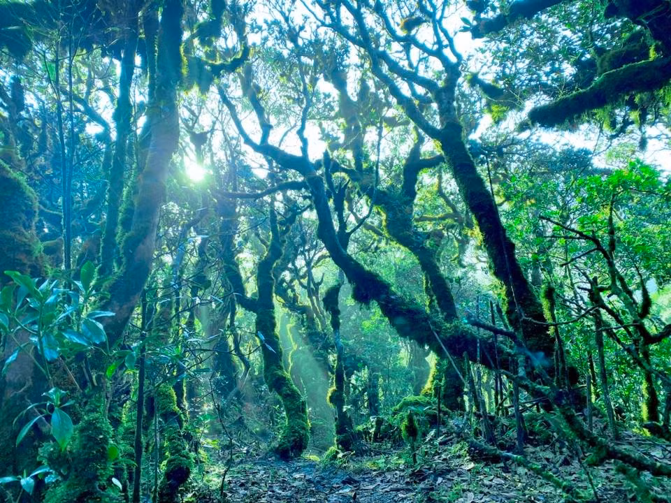 Với du khách tìm kiếm sự yên bình, tĩnh lặng, đây là nơi lý tưởng để tạm rời xa nhịp sống ồn ào, hít căng lồng ngực không khí trong lành của núi rừng. Ảnh Cuong Nguyen