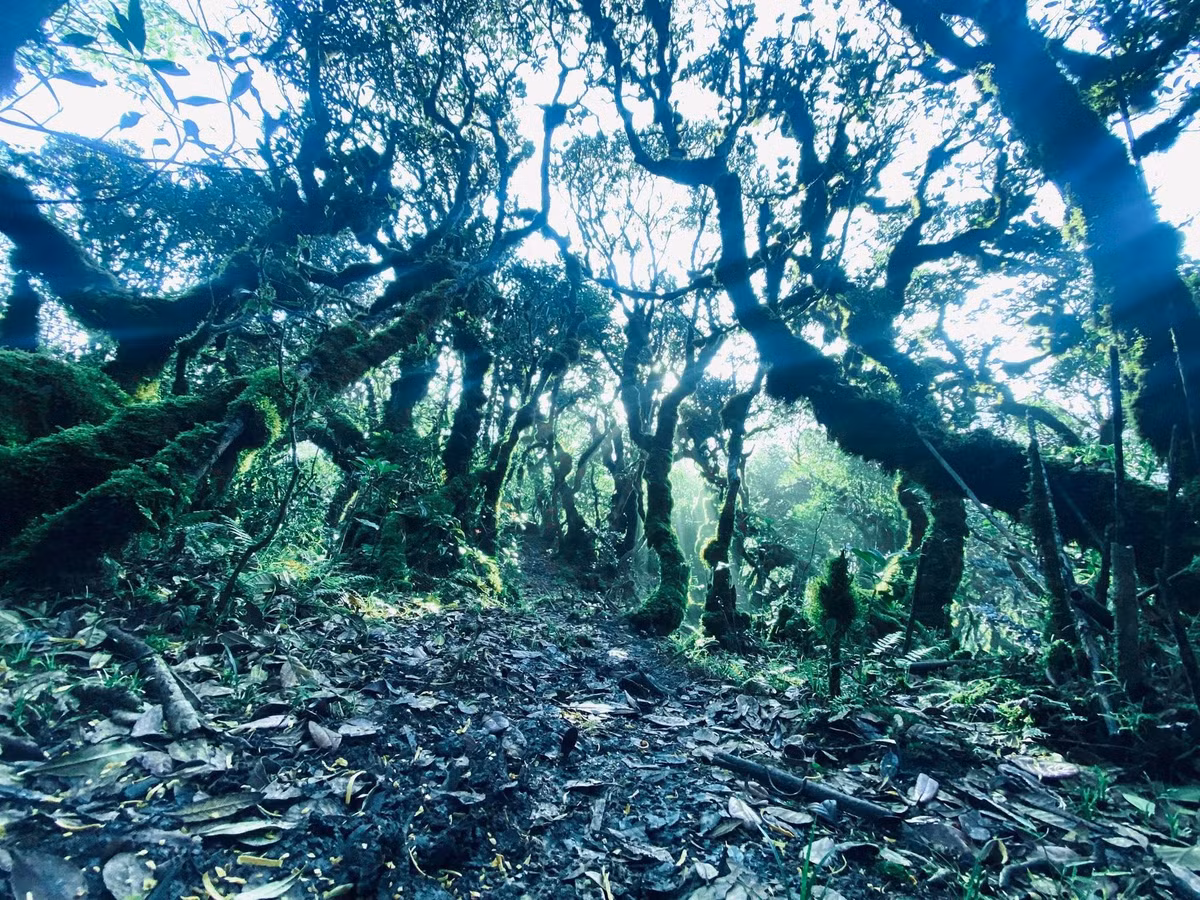 Rừng rêu Tà Dê Đơ không chỉ hấp dẫn về cảnh sắc mà còn gợi cảm giác phiêu lưu, khám phá. Ảnh Cuong Nguyen