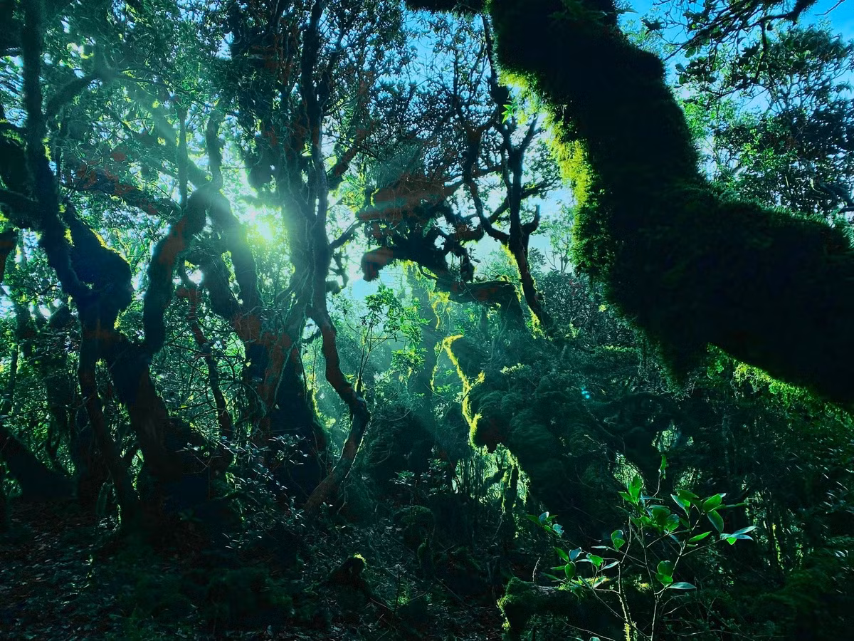 Những cây cổ thụ phủ kín rêu xanh mượt, đá tảng rêu phong nhẵn mịn, sương mù lững lờ trên từng ngọn cỏ, tạo nên khung cảnh như bước ra từ câu chuyện cổ tích. Ảnh Cuong Nguyen