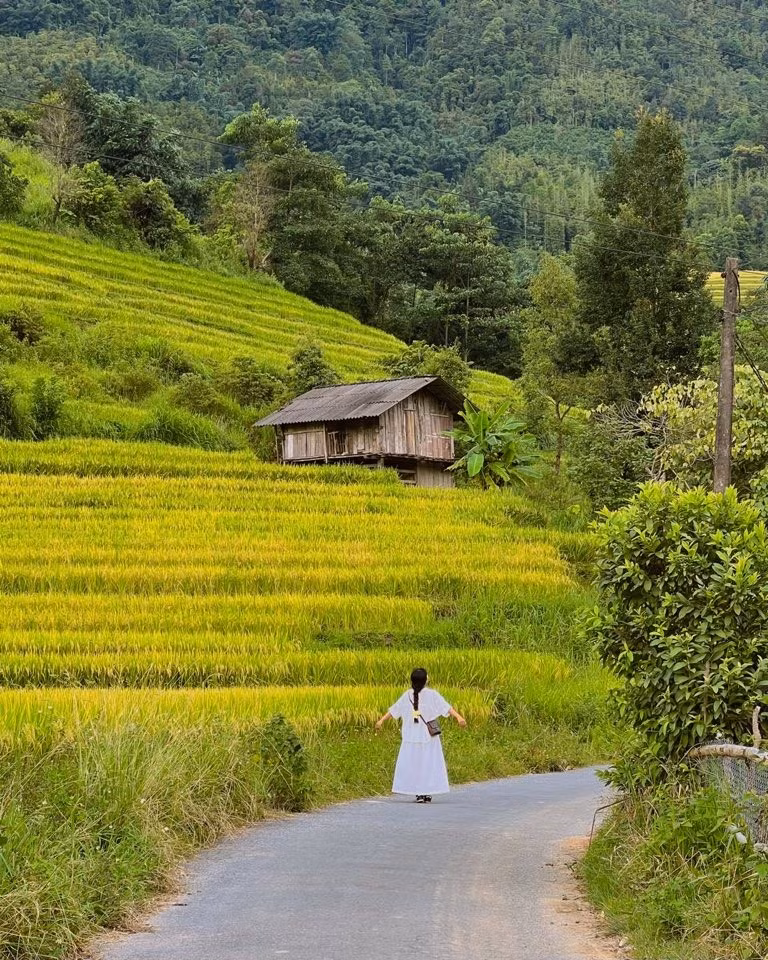 Vào mùa thu, cả thung lũng như bừng sáng bởi sắc vàng rực rỡ trải dài khắp các sườn đồi. “Cảnh đẹp không thua kém Y Tý hay Mù Cang Chải, lại yên bình và ít đông đúc hơn”, bạn Vân Anh, một du khách trẻ vừa trở về từ Nậm Cang chia sẻ. Ảnh Đỗ Vân Anh