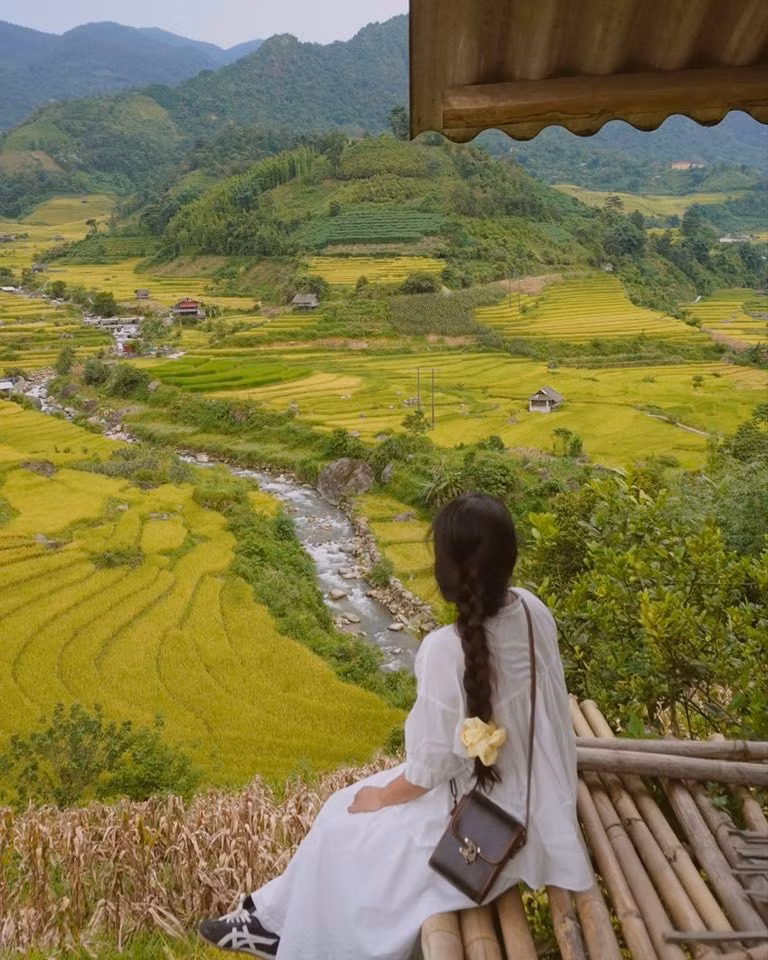 Những buổi sáng trong veo, ánh nắng phủ nhẹ trên ruộng lúa khiến cả vùng đất như khoác lên lớp ánh kim óng ả, đẹp đến ngỡ ngàng. Ảnh Đỗ Vân Anh