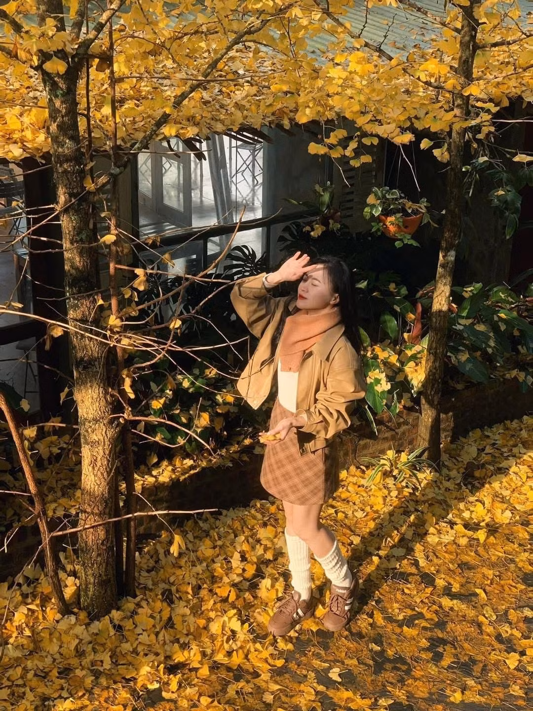 Ngân hạnh (Ginkgo biloba) là loài cây thân gỗ, có tán nhọn và cành dài, đặc trưng bởi dạng lá hình cánh quạt. Thông thường, lá giữ màu xanh quanh năm. Ảnh Phương Dung