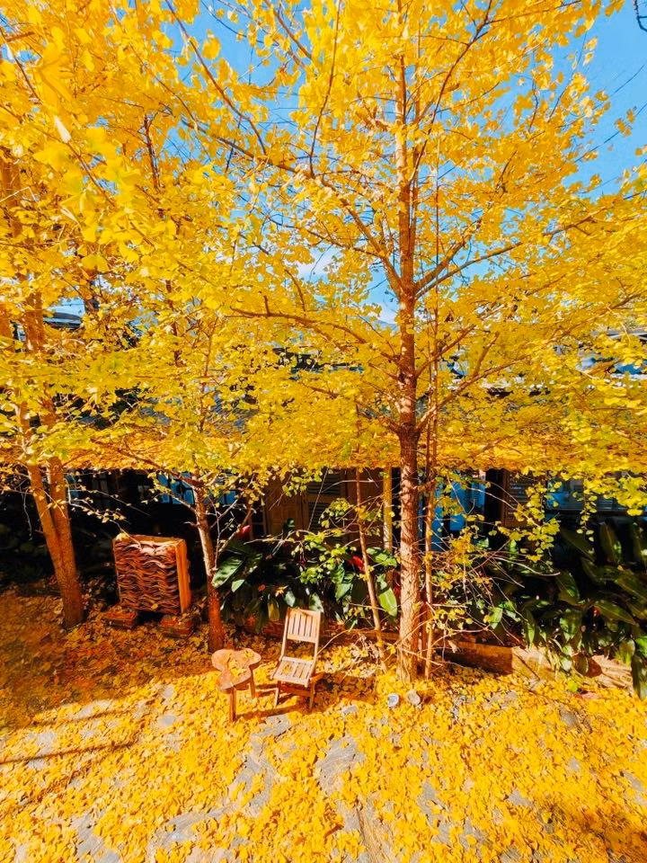 Một số gợi ý nhỏ cho du khách muốn săn mùa vàng ngân hạnh: mặc trang phục tông sáng như trắng, be, nâu hoặc xanh denim để nổi bật trên nền lá vàng; chọn thời điểm cuối tuần tránh đông; không bẻ cành hay rung cây để giữ cảnh quan; và chuẩn bị máy ảnh hoặc điện thoại để bắt trọn khoảnh khắc chỉ kéo dài hơn chục ngày mỗi năm. Ảnh Phạm Huệ