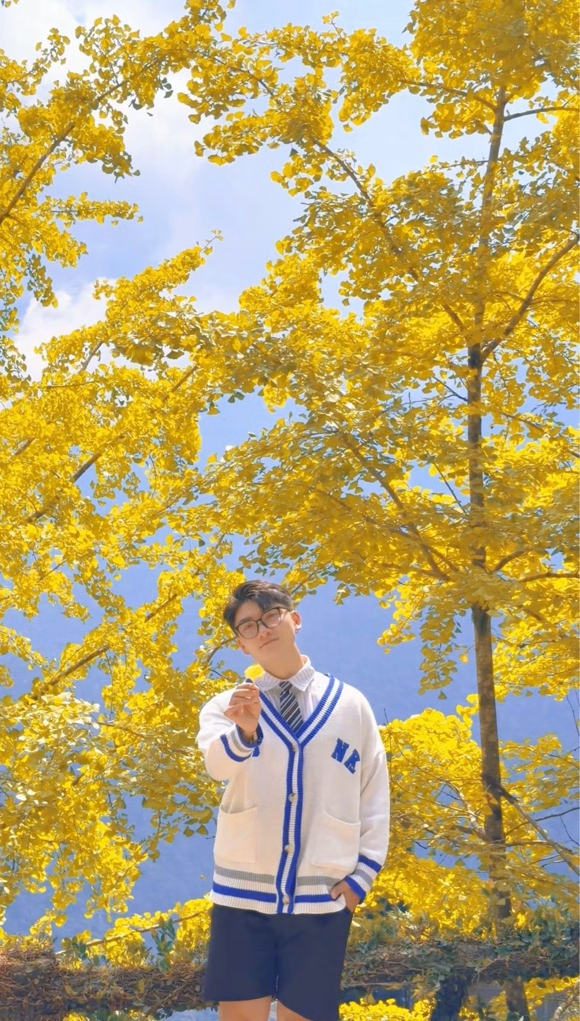 Trong vài năm gần đây, nhiều homestay, quán cà phê ở Sa Pa đã trồng ngân hạnh như một điểm nhấn cảnh quan. Một số nơi có hàng cây đủ tuổi và tán rộng, tạo nên những đoạn đường vàng óng rất hút mắt. Ảnh CuongManh Dao