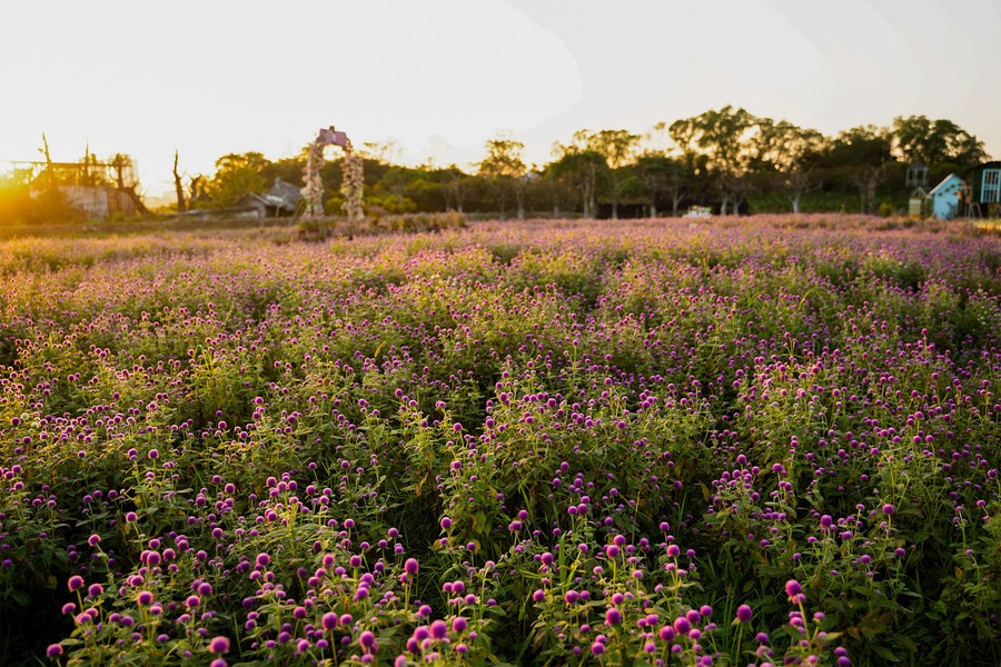 Từ lối vào, sắc tím trải dài thành từng dải mềm mại, nổi bật trên nền cỏ xanh. Những bông hoa nhỏ xinh, tròn như hạt cúc áo khẽ rung trong gió, tạo nên cảm giác dịu dàng và thanh thoát. Ảnh baogiaoducthoidai