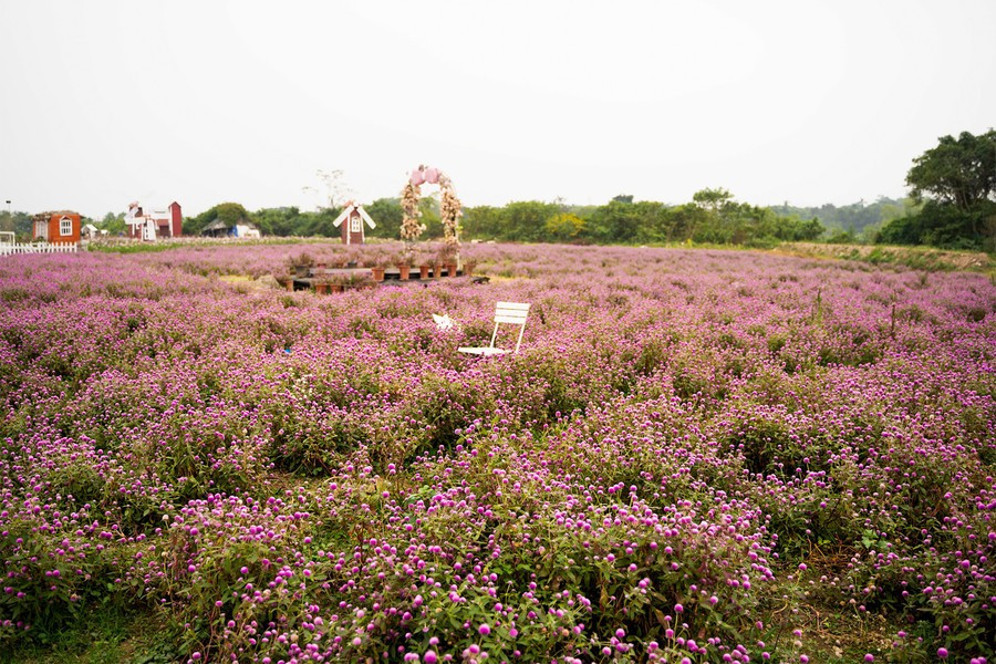 Những ngày cuối năm, Hà Nội khoác lên mình vẻ yên bình đặc trưng: nắng nhẹ, gió mát và bầu trời trong trẻo. Giữa không gian đó, vườn hoa bách nhật tại Thảo Nguyên Hoa (Long Biên) bất ngờ trở thành tâm điểm chú ý. Hơn 100.000 cây bách nhật đang đồng loạt bung nở, biến nơi đây thành cánh đồng sắc tím hồng rực rỡ, được nhiều du khách ví von như “trời Âu giữa phố thị”. Ảnh baogiaoducthoidai