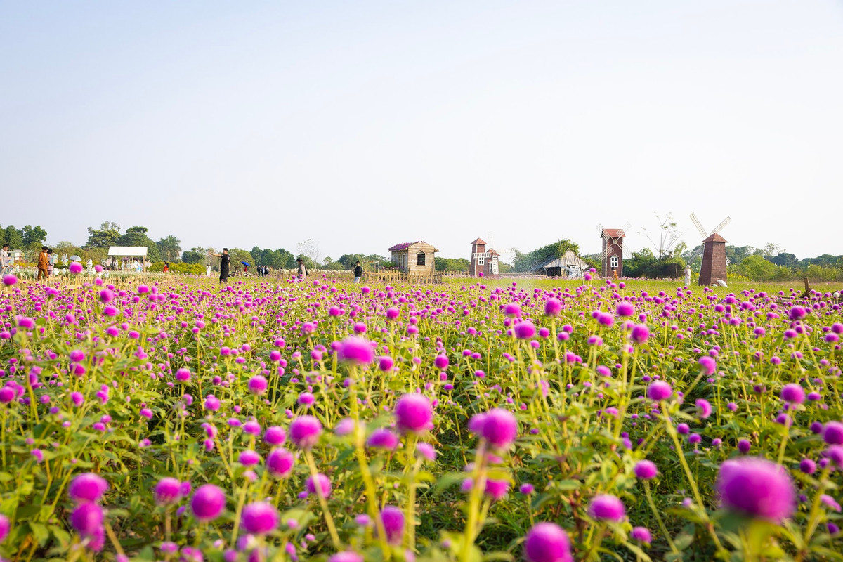 Giữa nhịp sống vội vàng, được dạo bước trong biển hoa lấp lánh nắng chiều là điều giản dị nhưng đáng giá – một trải nghiệm để nhớ về mùa đông Hà Nội theo cách thật riêng. Ảnh Thảo Nguyên Hoa