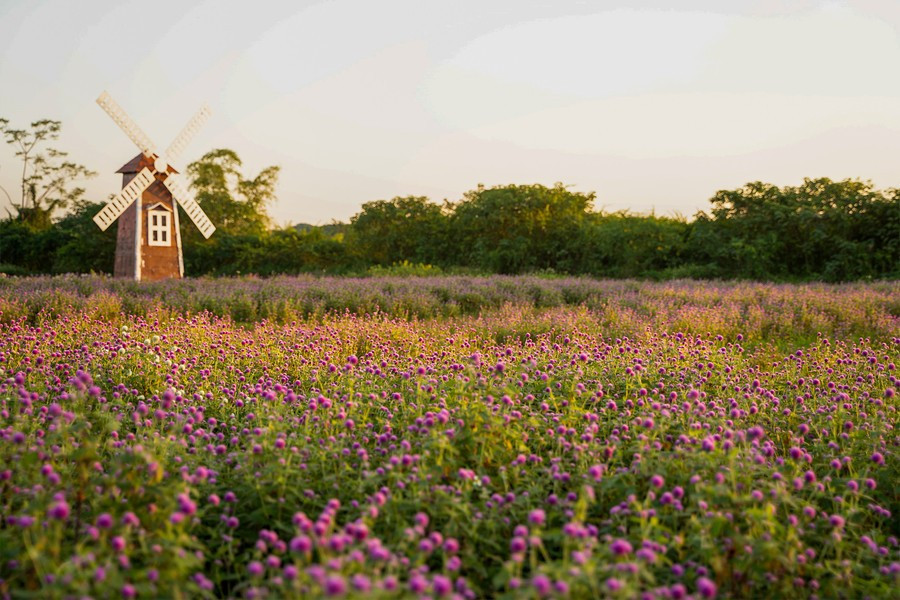 Không chỉ đẹp khi nhìn trực diện, khu vườn còn có chiều sâu không gian, rất “ăn ảnh” dưới mọi góc chụp. Khi ánh nắng buổi chiều buông xuống, cả khu vườn như được phủ một lớp ánh kim lung linh – khoảnh khắc lý tưởng để sáng tác những bức ảnh mùa đông ấn tượng. Ảnh baogiaoducthoidai