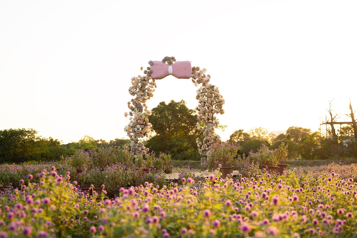 Bách nhật vốn là loài hoa dễ trồng, ưa nắng, thường ra hoa dài ngày. Hoa nở bền, lên hình đẹp, lại mang ý nghĩa về tình yêu thủy chung và sự bền bỉ. Ngoài mục đích trang trí, cây còn được sử dụng làm thuốc trong dân gian. Nhờ những đặc tính này, bách nhật ngày càng xuất hiện trong nhiều mô hình du lịch sinh thái – vừa góp phần phủ xanh đô thị, vừa tạo không gian thư giãn cho cộng đồng. Ảnh Thảo Nguyên Hoa