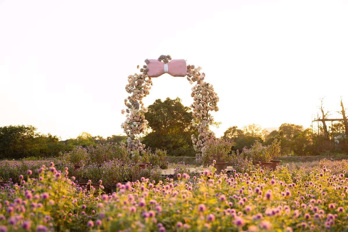 Bách nhật vốn là loài hoa dễ trồng, ưa nắng, thường ra hoa dài ngày. Hoa nở bền, lên hình đẹp, lại mang ý nghĩa về tình yêu thủy chung và sự bền bỉ. Ngoài mục đích trang trí, cây còn được sử dụng làm thuốc trong dân gian. Nhờ những đặc tính này, bách nhật ngày càng xuất hiện trong nhiều mô hình du lịch sinh thái – vừa góp phần phủ xanh đô thị, vừa tạo không gian thư giãn cho cộng đồng. Ảnh Thảo Nguyên Hoa