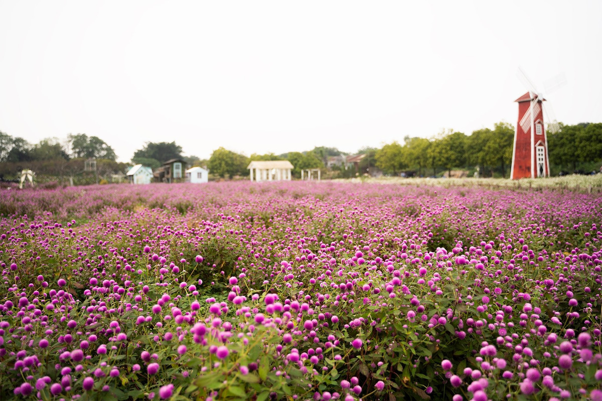 Thảo Nguyên Hoa được chăm sóc kỹ lưỡng nên lối đi sạch sẽ, hoa căng tròn, đều màu, tạo cảm giác dễ chịu khi nghiền ngẫm từng khoảnh khắc. Không gian vườn rộng gần 1 ha giúp du khách thoải mái đi lại, không bị chen lấn, đặc biệt phù hợp với những ai yêu thiên nhiên hoặc tìm kiếm địa điểm vui chơi trong ngày. Ảnh Thảo Nguyên Hoa