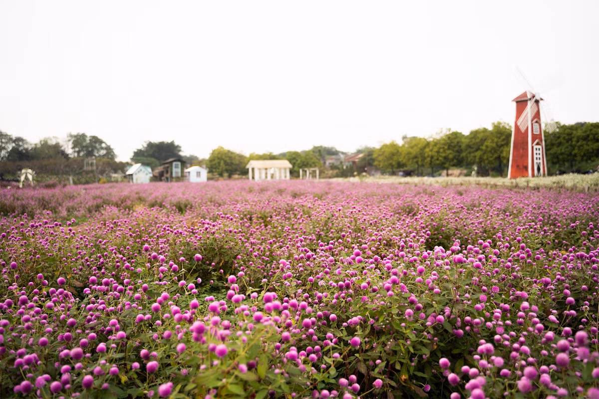 Thảo Nguyên Hoa được chăm sóc kỹ lưỡng nên lối đi sạch sẽ, hoa căng tròn, đều màu, tạo cảm giác dễ chịu khi nghiền ngẫm từng khoảnh khắc. Không gian vườn rộng gần 1 ha giúp du khách thoải mái đi lại, không bị chen lấn, đặc biệt phù hợp với những ai yêu thiên nhiên hoặc tìm kiếm địa điểm vui chơi trong ngày. Ảnh Thảo Nguyên Hoa