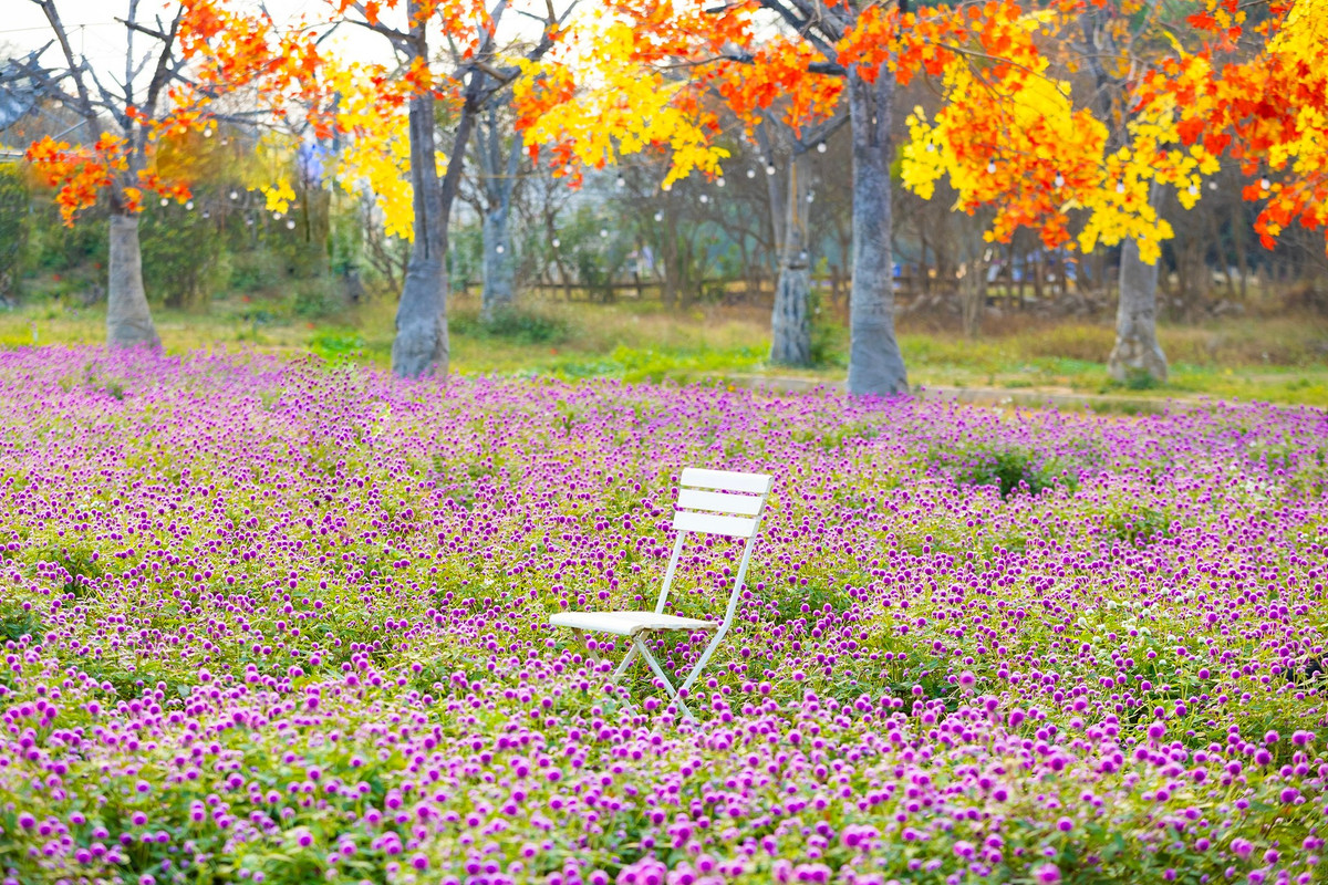 Trong mùa lễ hội đang đến gần, khi phố phường rộn ràng ánh đèn và các hoạt động vui chơi, khu vườn tím hồng rực sắc ở Long Biên mang đến lựa chọn dịu dàng nhưng đầy cảm xúc. Ảnh Thảo Nguyên Hoa