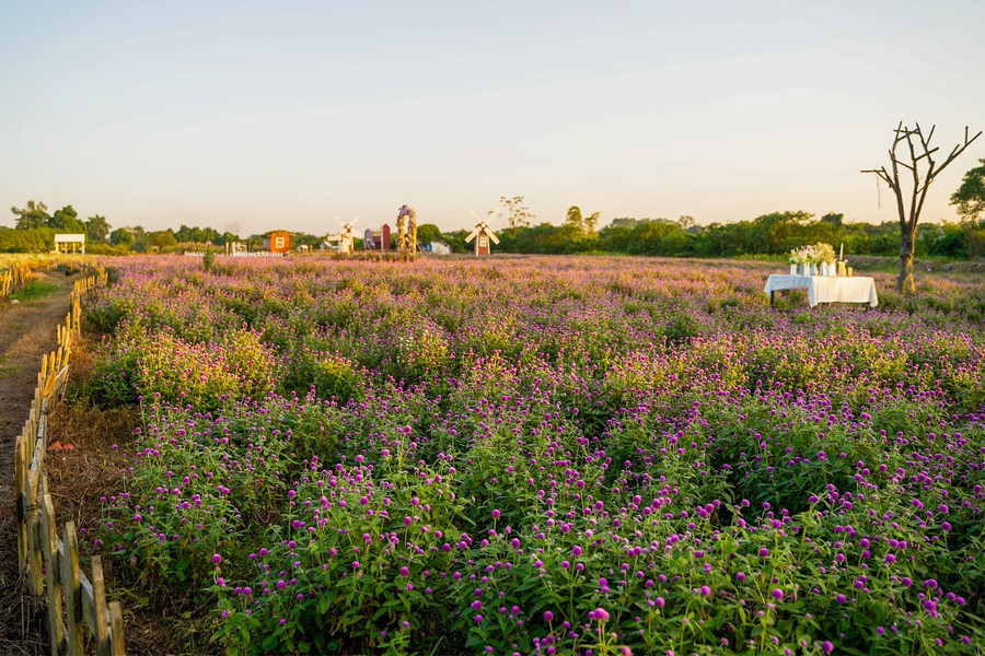 Cuối tuần, lượng khách đổ về đây tăng mạnh. Từng nhóm bạn trẻ rạng rỡ tạo dáng giữa luống hoa, còn các gia đình thong thả dạo bộ, trò chuyện. Không khí nơi đây gợi nhớ đến những vùng nông trại ngoại ô châu Âu: lãng mạn, thoáng đãng và ngập tràn hương sắc thiên nhiên. Nhiều du khách cho biết họ tìm đến vườn không chỉ để chụp ảnh, mà để nghỉ ngơi sau những ngày làm việc căng thẳng – hít thở bầu không khí trong lành, tận hưởng cảm giác chậm rãi hiếm thấy ở đô thị. Ảnh baogiaoducthoidai
