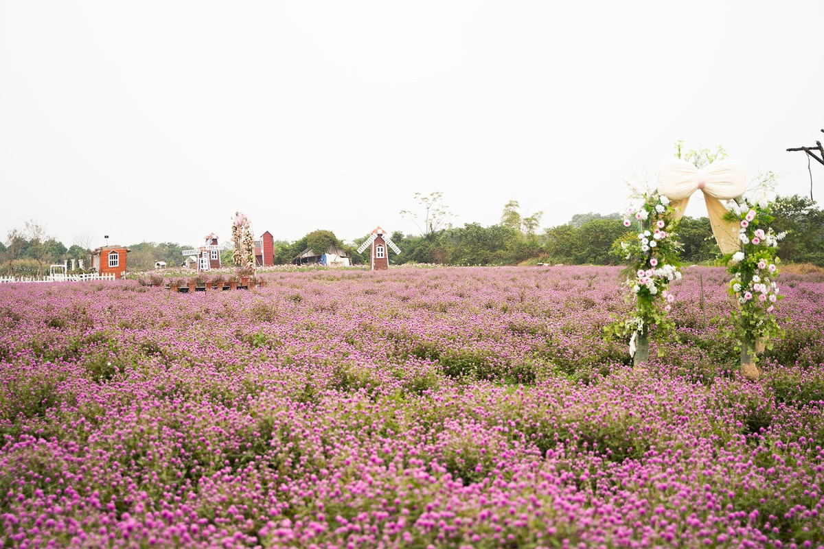 Vườn hoa bách nhật tại Long Biên mở cửa hằng ngày, lượng khách tập trung nhiều nhất vào buổi chiều và dịp cuối tuần. Du khách có thể kết hợp tham quan các quán cà phê, điểm vui chơi lân cận để tạo thành một lịch trình trải nghiệm ngắn lý tưởng. Ảnh Thảo Nguyên Hoa