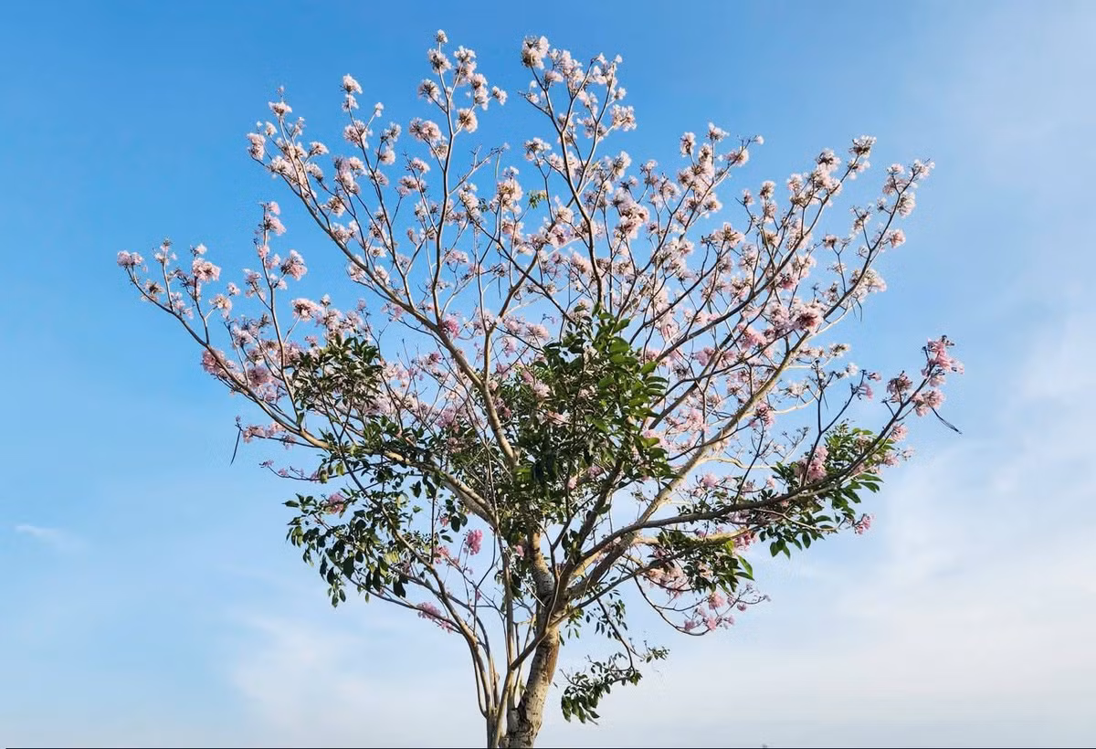 Nhiều du khách lựa chọn đến đây vào buổi sáng sớm từ khoảng 7h đến 9h, khi ánh nắng dịu nhẹ và không khí còn trong lành. Đây cũng là thời điểm thích hợp để ghi lại những bức ảnh đẹp dưới tán hoa. Bên cạnh đó, khung giờ từ 16h đến 17h30 cũng được nhiều người yêu thích. Khi hoàng hôn buông xuống, ánh nắng cuối ngày tạo nên gam màu ấm áp, làm nổi bật sắc hồng của những chùm hoa, mang lại khung cảnh thơ mộng. Ảnh Báo và Phát thanh Truyền hình Cần Thơ