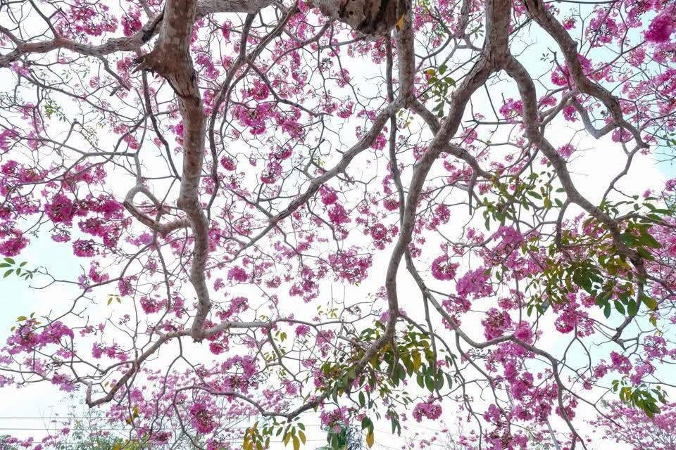 Không chỉ thu hút người dân địa phương, nhiều du khách từ các tỉnh, thành lân cận cũng tìm đến đây để dạo bước dưới tán hoa, ghi lại những khoảnh khắc đẹp của mùa hoa. Ảnh Báo và Phát thanh Truyền hình Cần Thơ