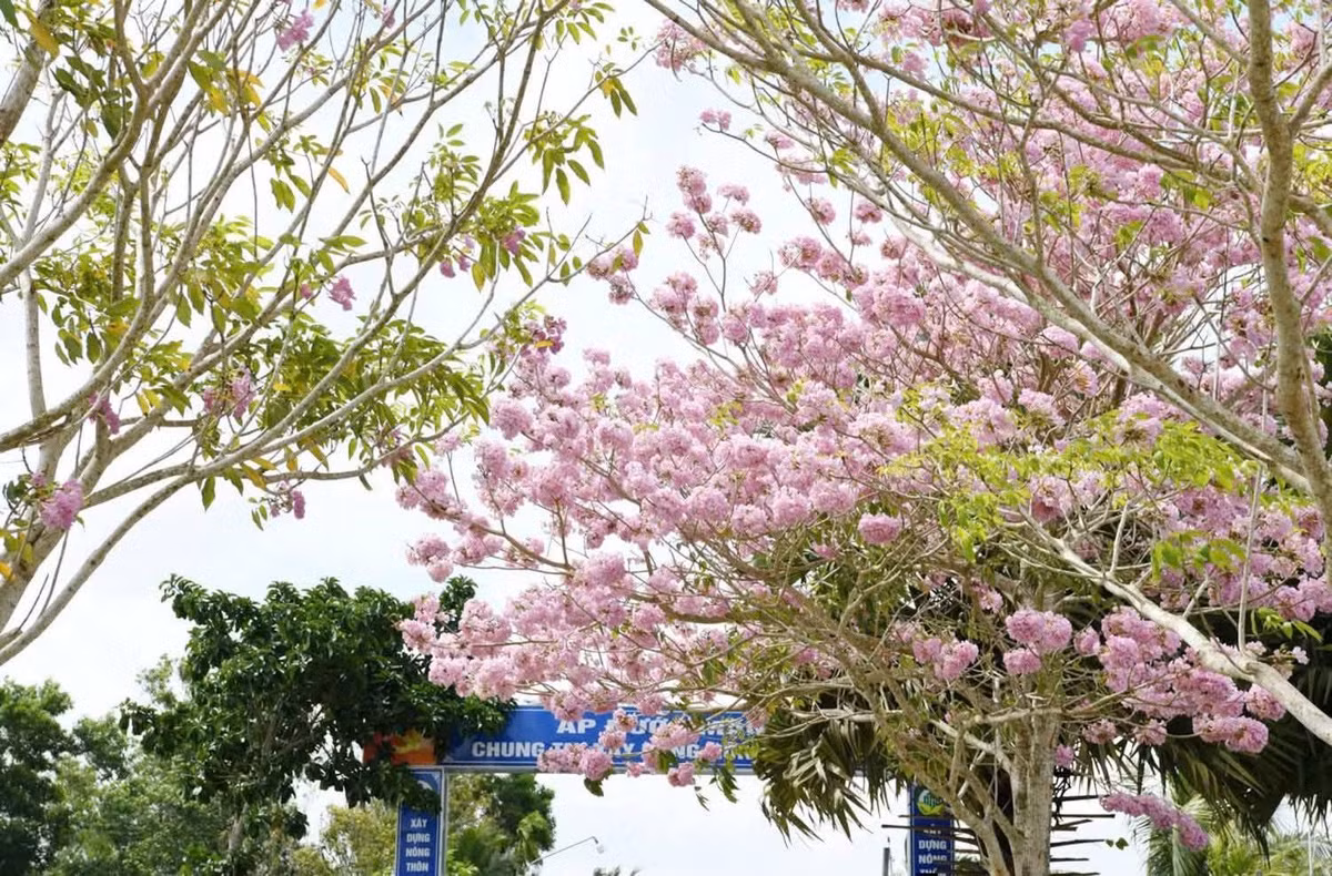 Nhờ cảnh sắc đặc trưng mỗi khi hoa nở rộ, tuyến đường này được nhiều người ví như “đường hoa kèn hồng đẹp nhất miền Tây”. Ảnh Báo và Phát thanh Truyền hình Cần Thơ